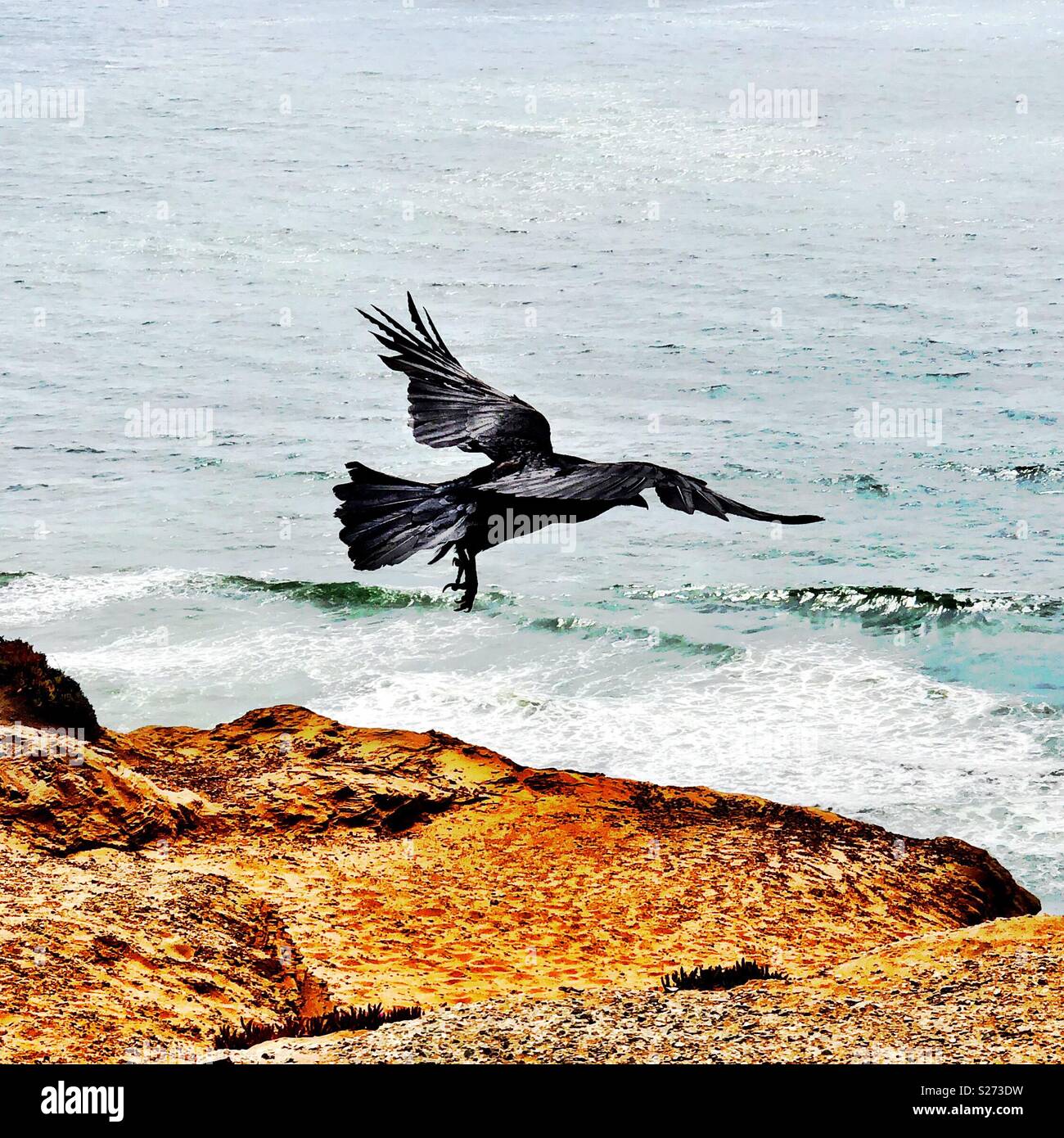 Jet Black raven prend son envol au sommet de falaises côtières haut au-dessus de la mer torride ci-dessous. Banque D'Images