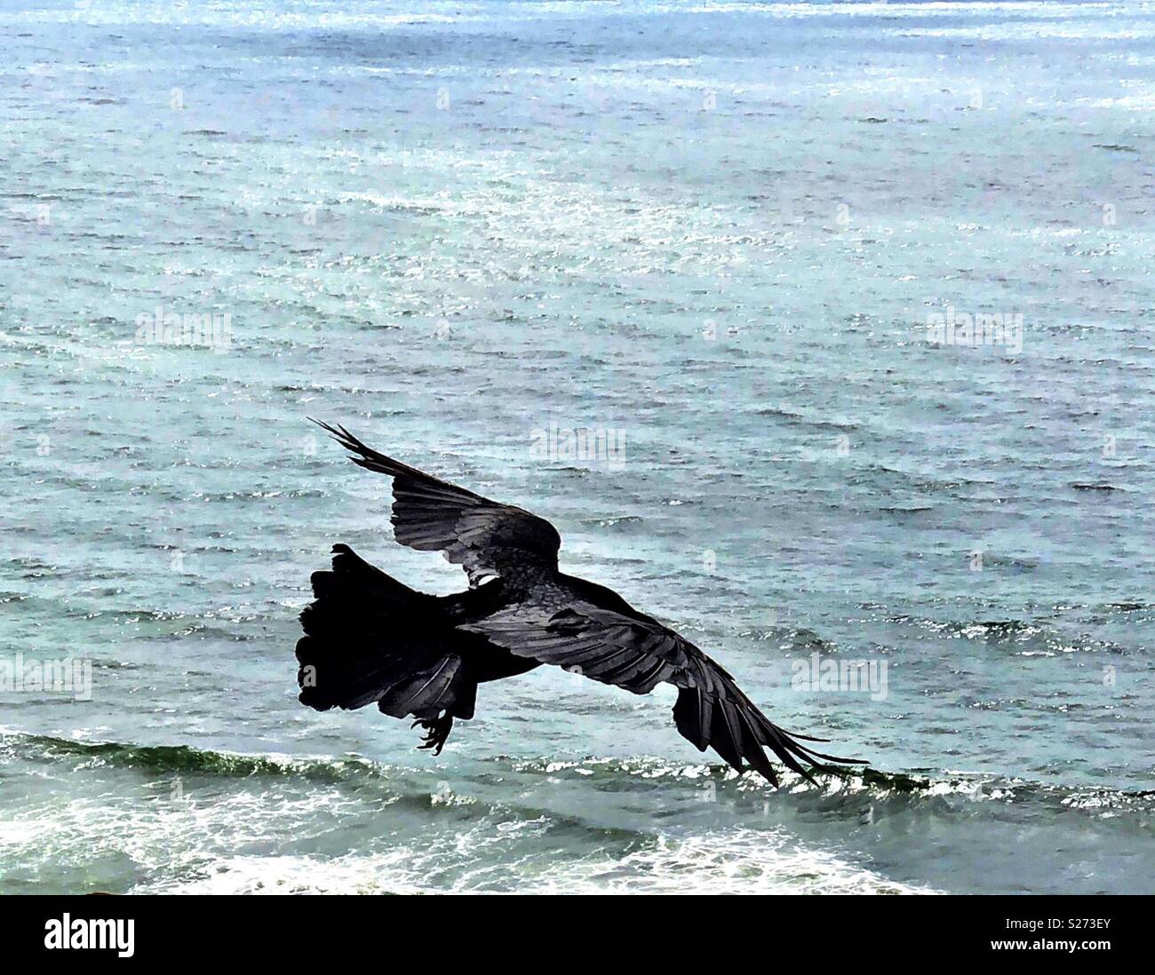 Raven rendez fly fly - Image de stock capturée avec un smartphone