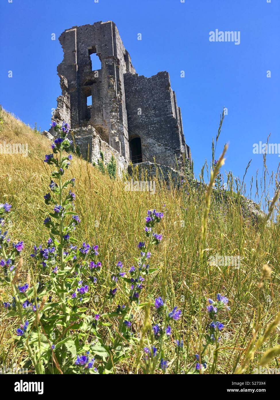 La spectaculaire, romantique ruine de Corfe Castle, à l'île de Purbeck, Dorset, Angleterre Banque D'Images