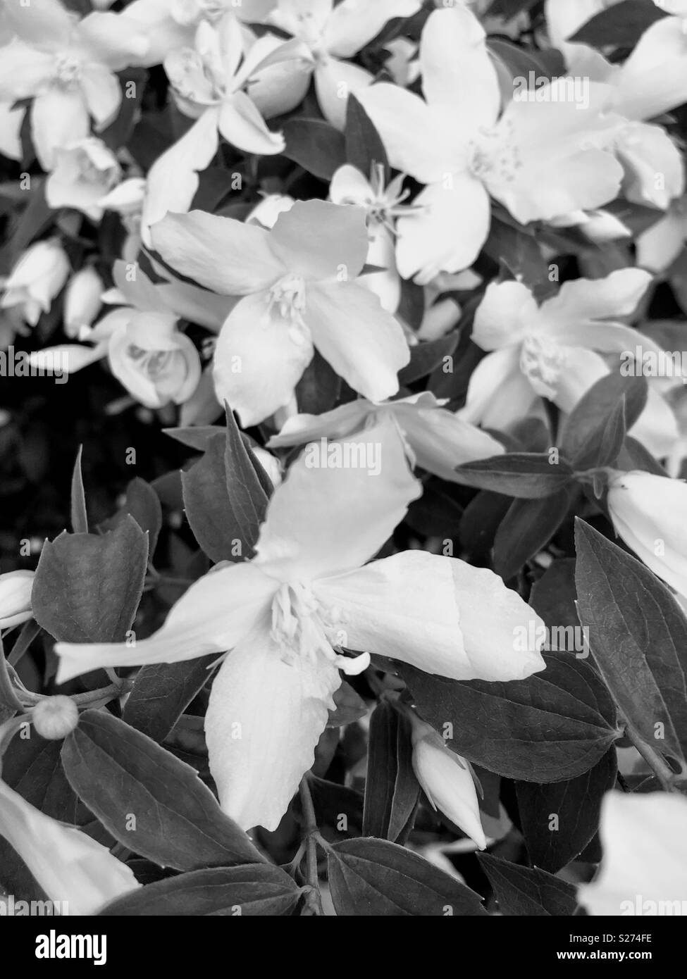 Jardins de fleurs de printemps en noir et blanc Banque D'Images