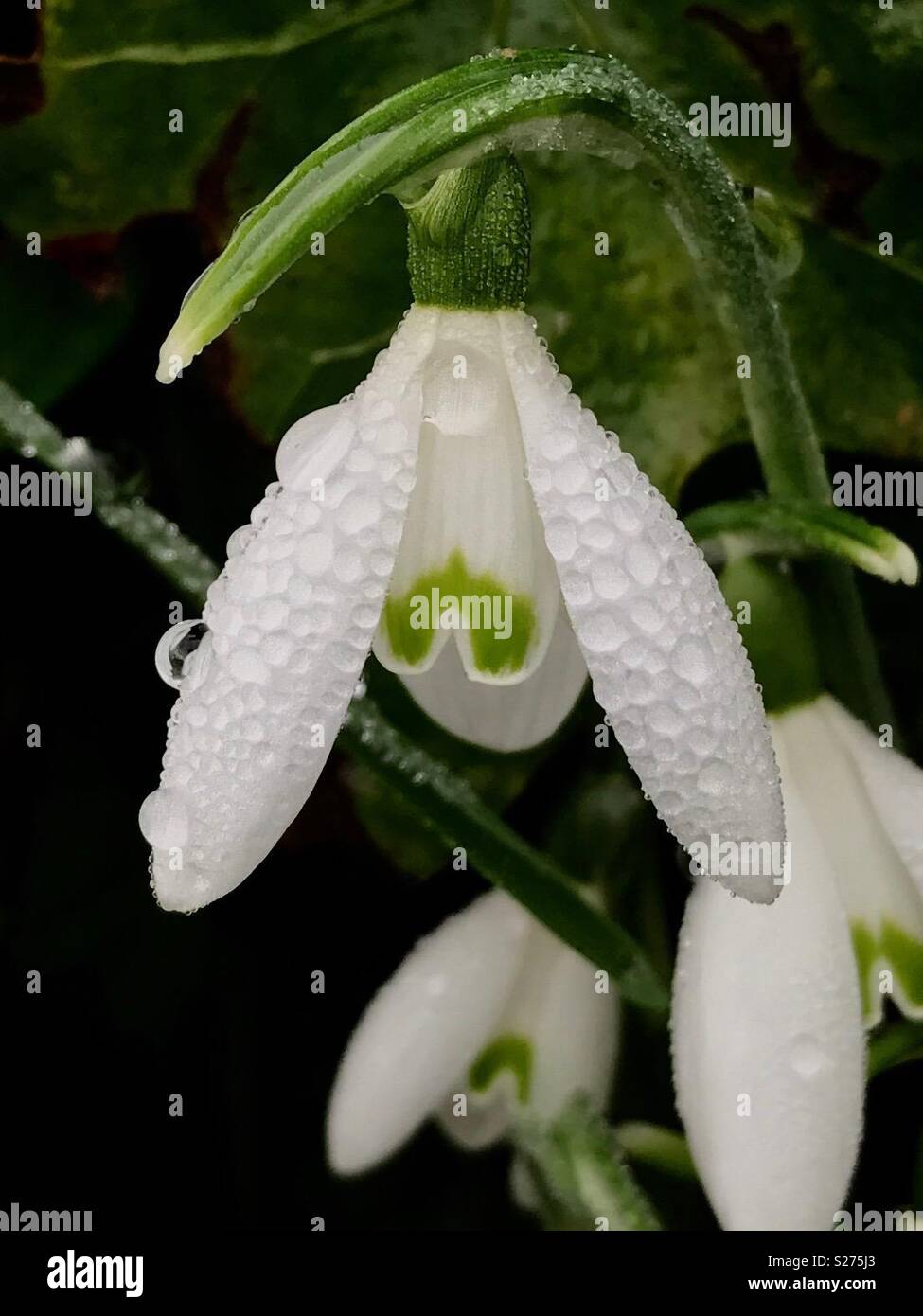 Perce-neige dans la rosée du matin... Banque D'Images