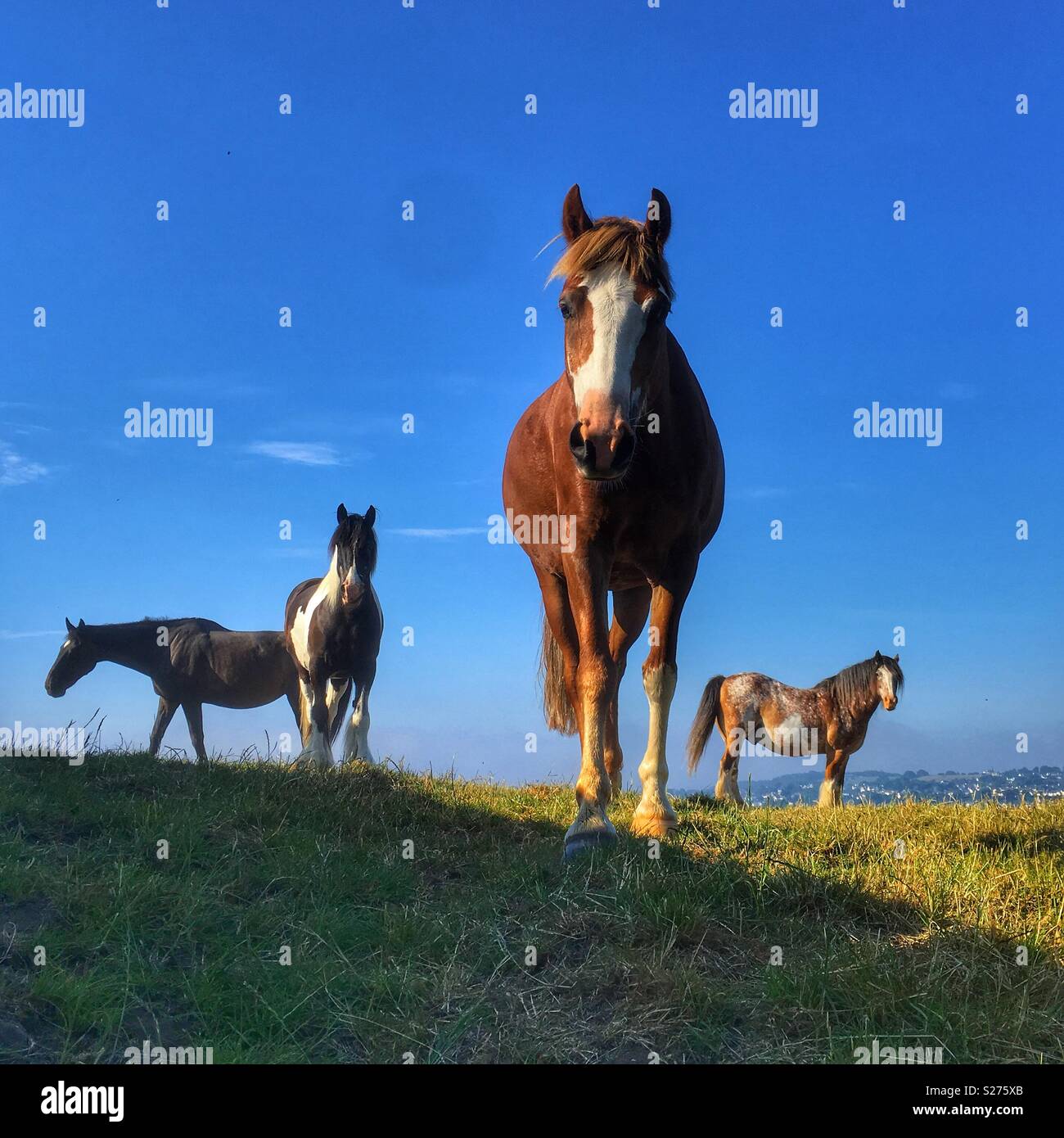 Chevaux sur une colline dans le West Yorkshire Guiseley - Image de stock capturée avec un smartphone