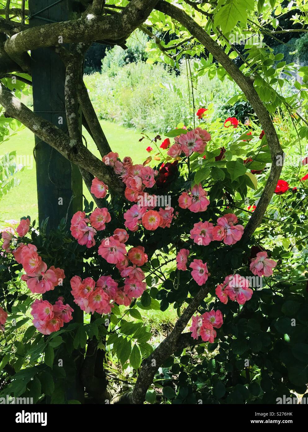 Fleurs roses dans les jardins clos à Bosherston Lily Ponds, Pembrokeshire, Pays de Galles. - Image de stock capturée avec un smartphone
