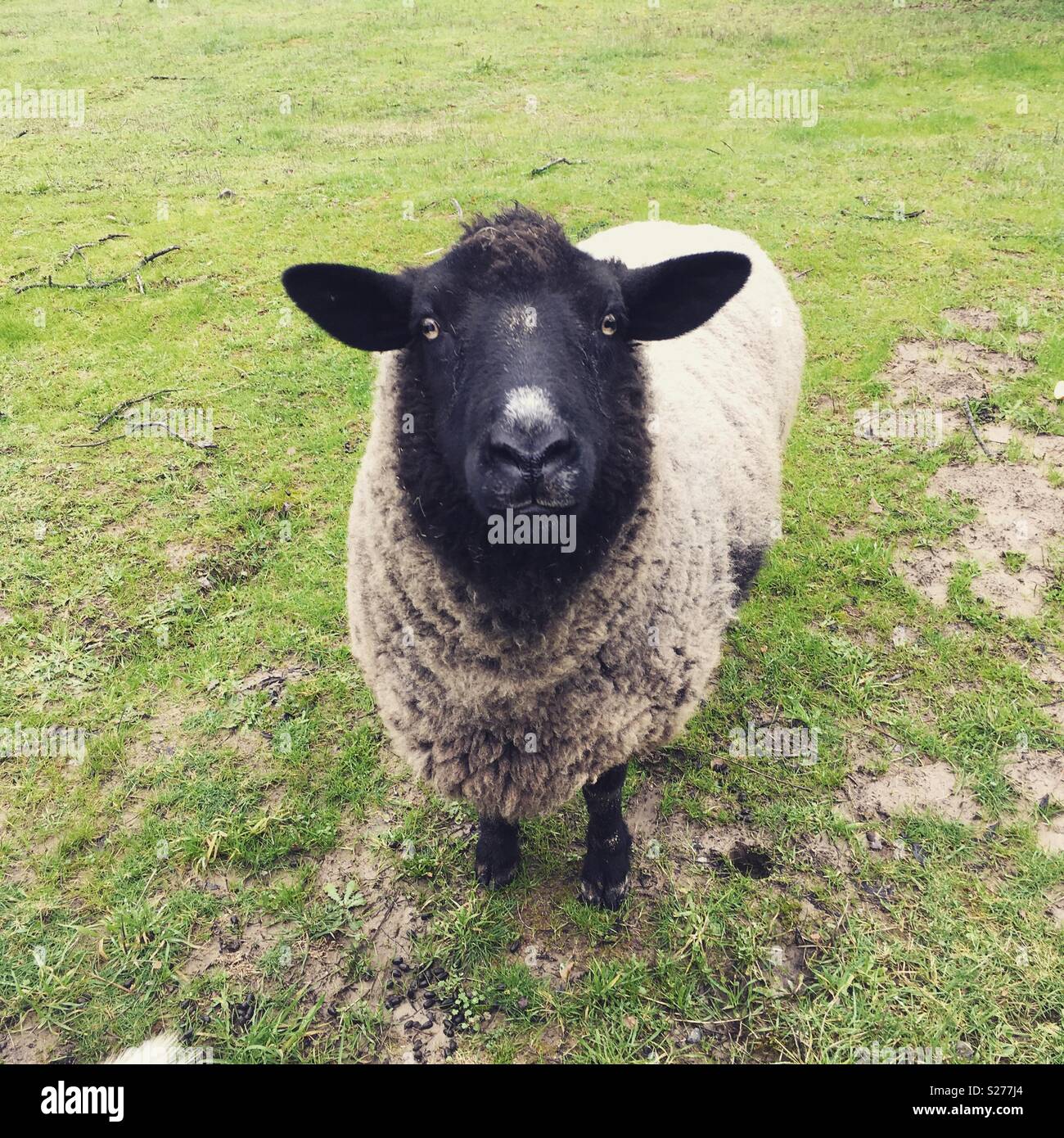 Un mouton dans un champ vert. Banque D'Images