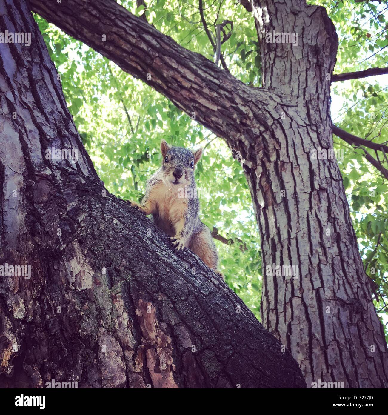 Un écureuil dans un arbre. Banque D'Images