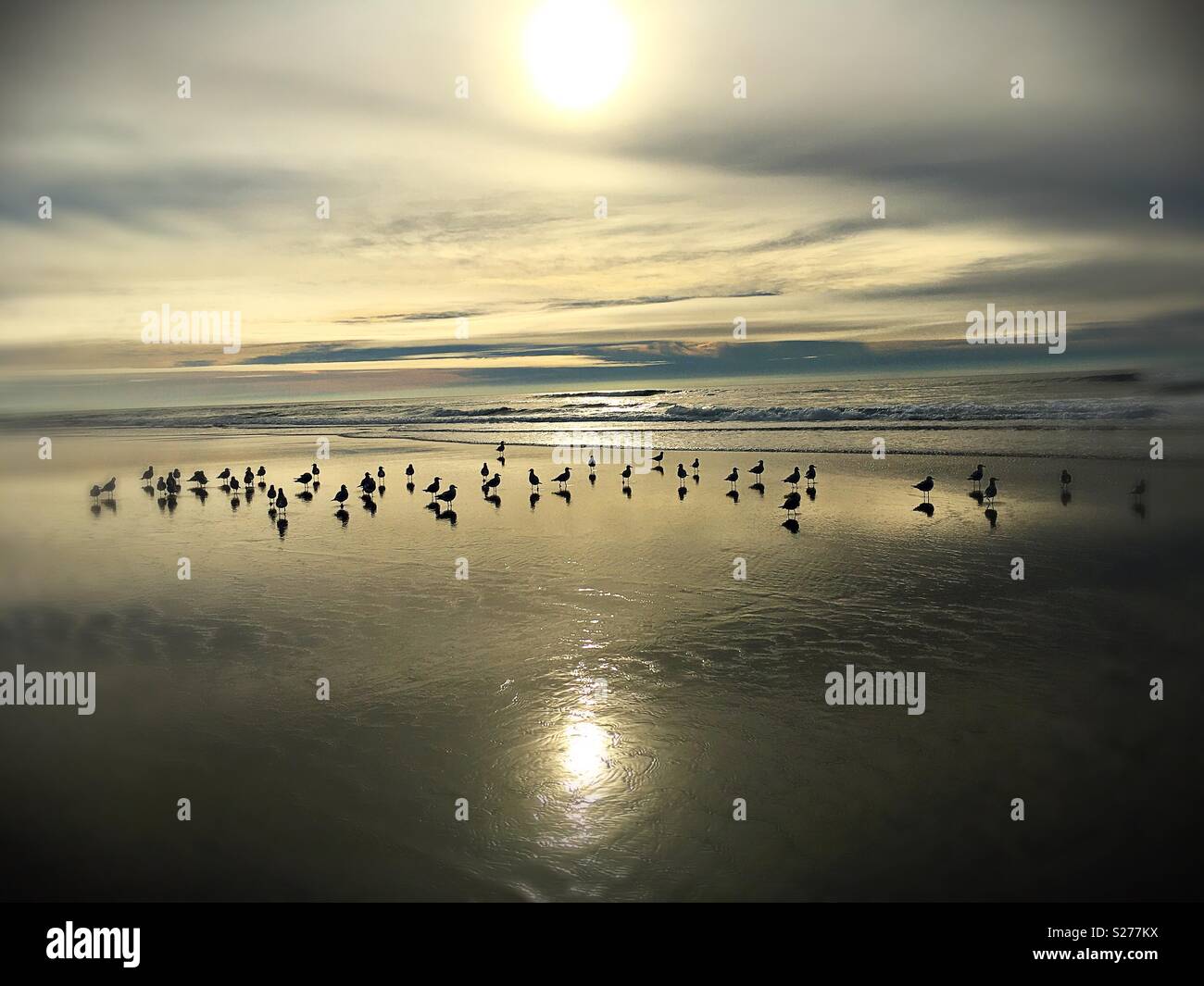 Les oiseaux sur une plage. Banque D'Images