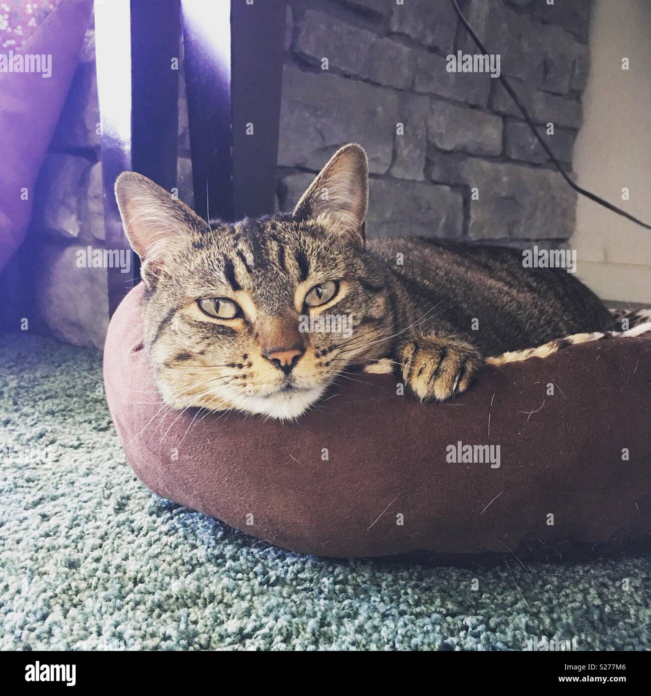 Un chat se reposant dans son lit. Banque D'Images