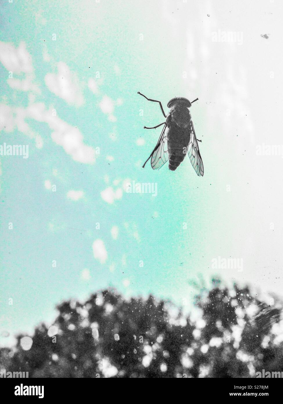 Mouche sur la fenêtre avec aqua sky Banque D'Images