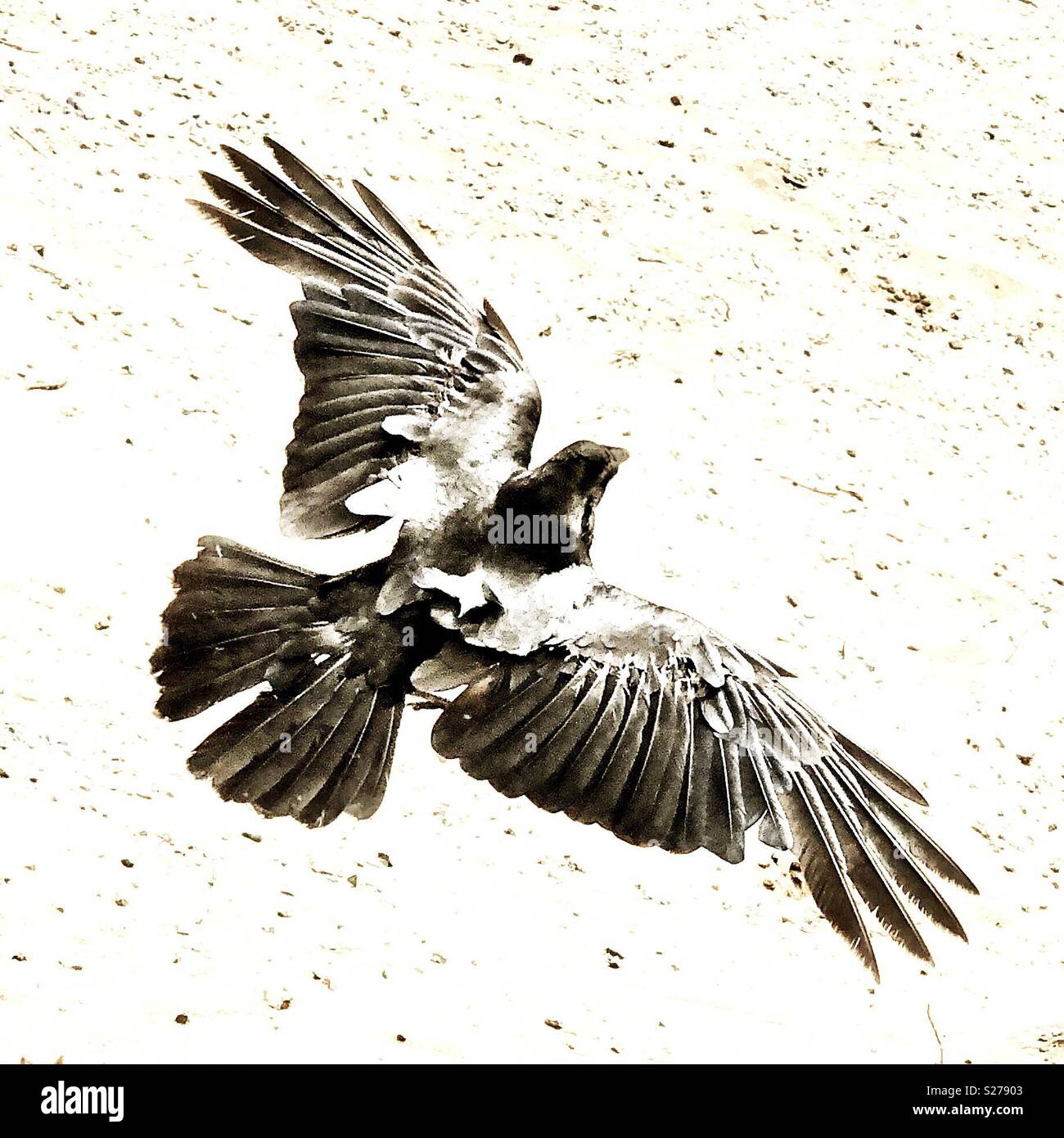Raven se précipite pour l'atterrissage sur le sol du désert ci-dessous - Image de stock capturée avec un smartphone