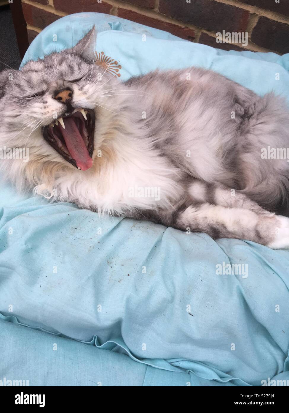 Chat Qui Rit Banque D Image Et Photos Alamy