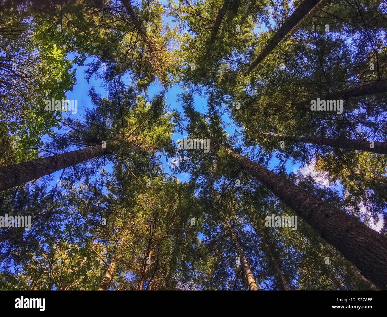 Jusqu'à la canopée, à l'épinette géante dans la forêt entourant le lac Crescent, Olympic National Park, Washington State, USA. Banque D'Images