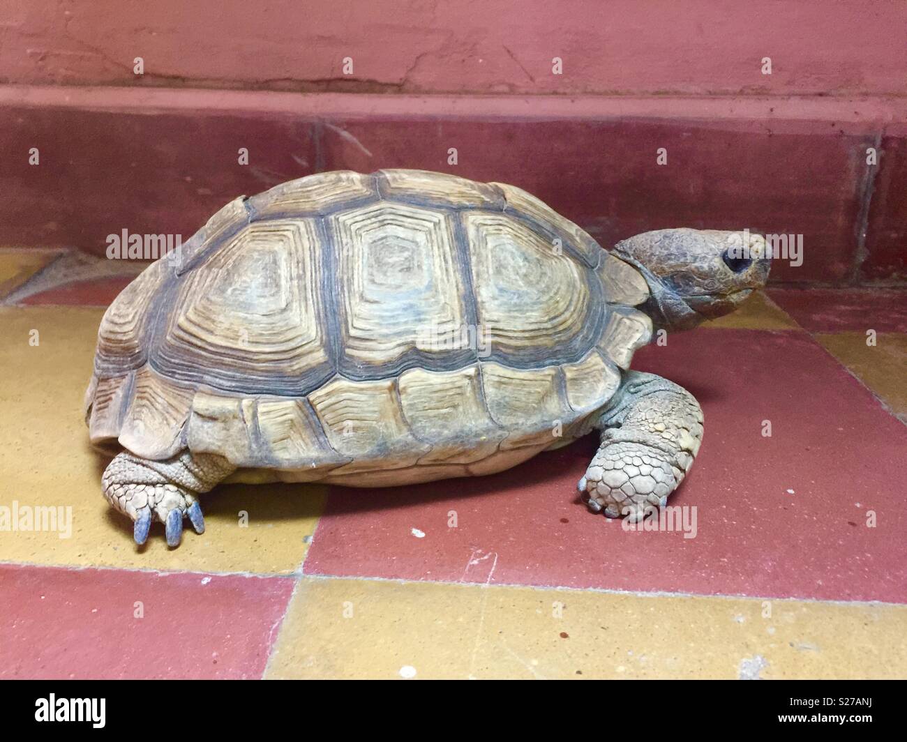 Carrelage sur tortue Banque D'Images