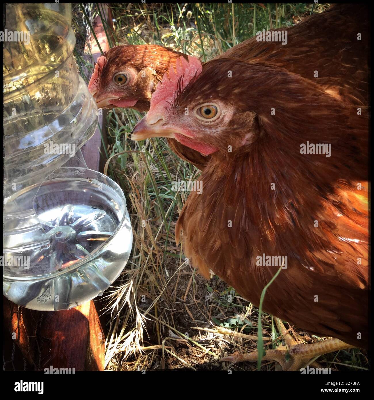 De nouveaux poulets à la bouteille d'eau, Catalogne, Espagne. - Image de stock capturée avec un smartphone