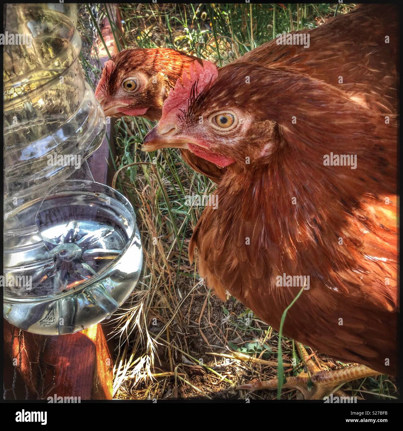 De nouveaux poulets à la bouteille d'eau, Catalogne, Espagne. - Image de stock capturée avec un smartphone