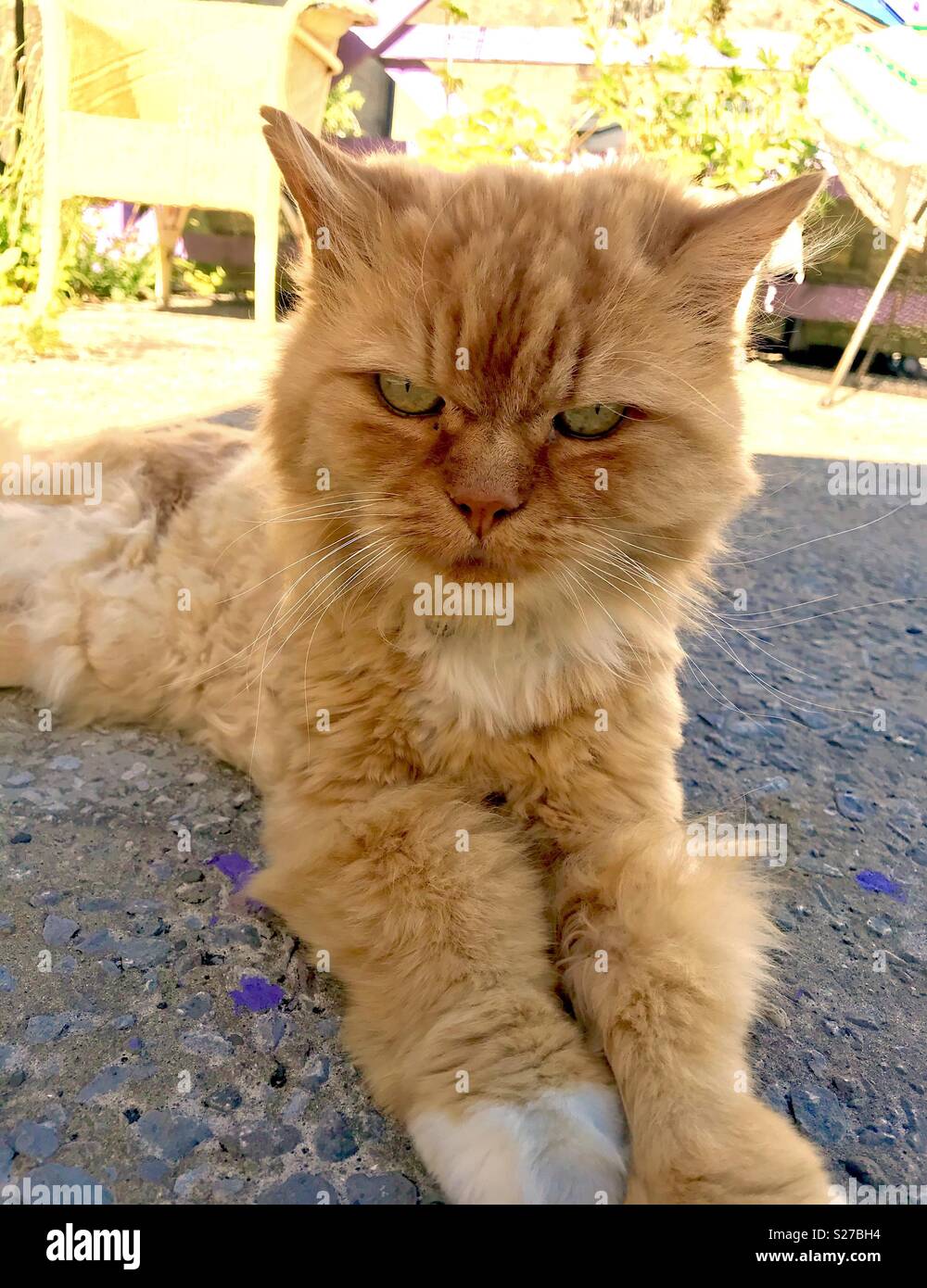Mon chat gingembre farniente au soleil d'été et probablement de penser que je suis son animal non pas l'inverse Banque D'Images