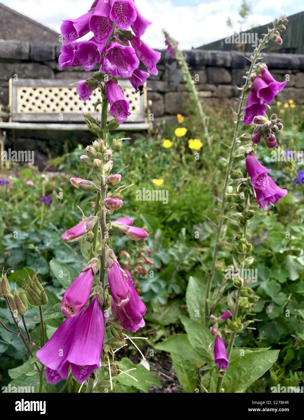 L'été dans le jardin Banque D'Images