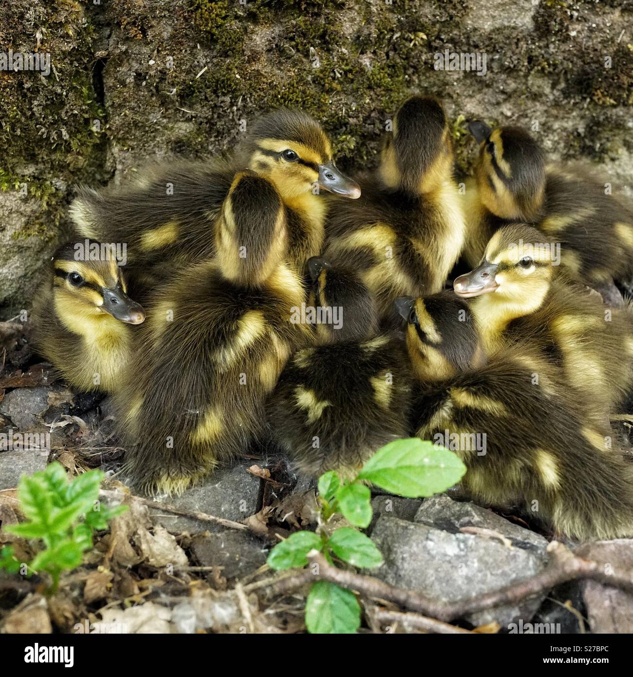 Bebe Canard Photo Stock Alamy Bebe Canard Photo Stock Alamy