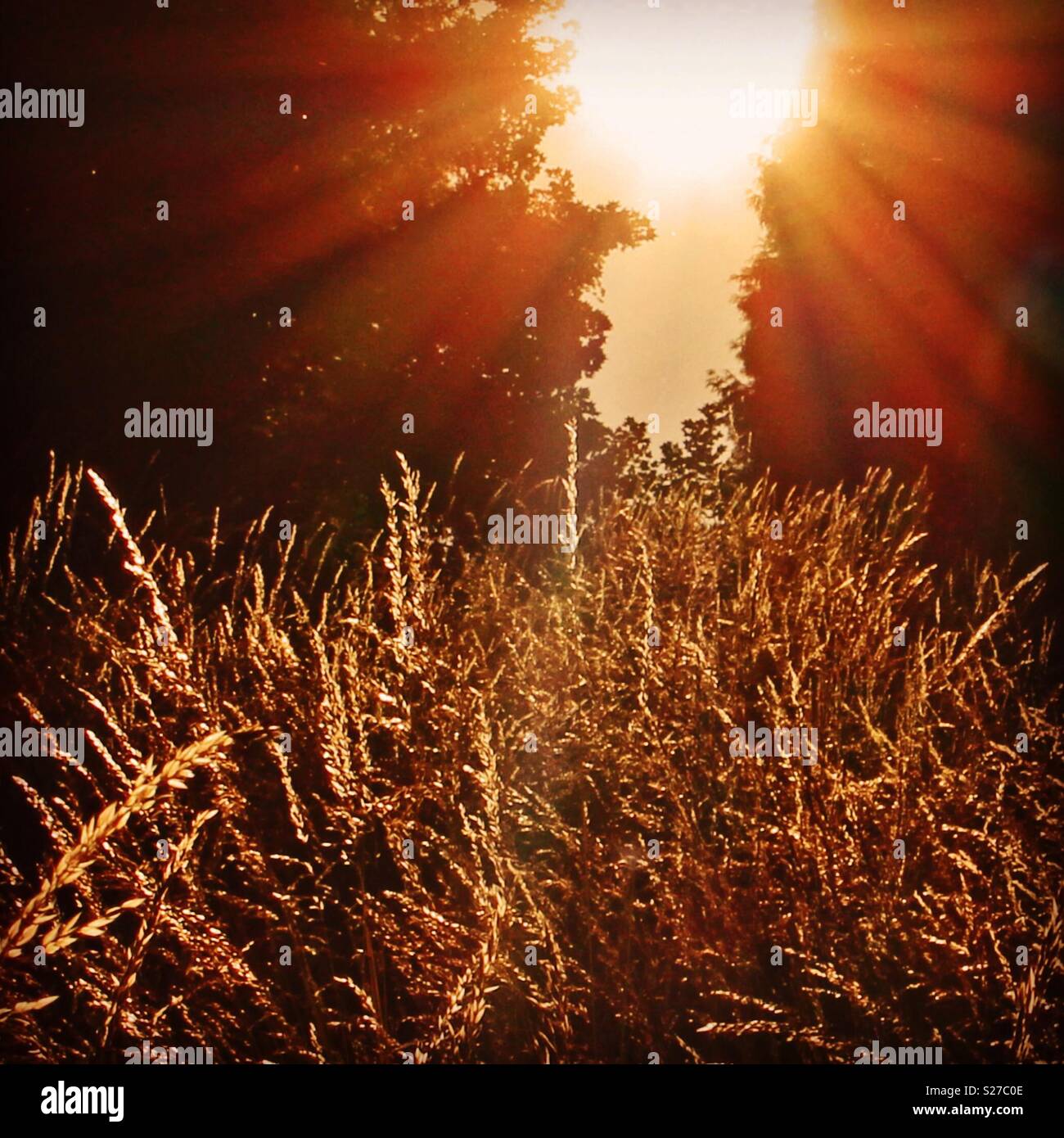 Lueur de soleil du soir sur golden grass field Banque D'Images