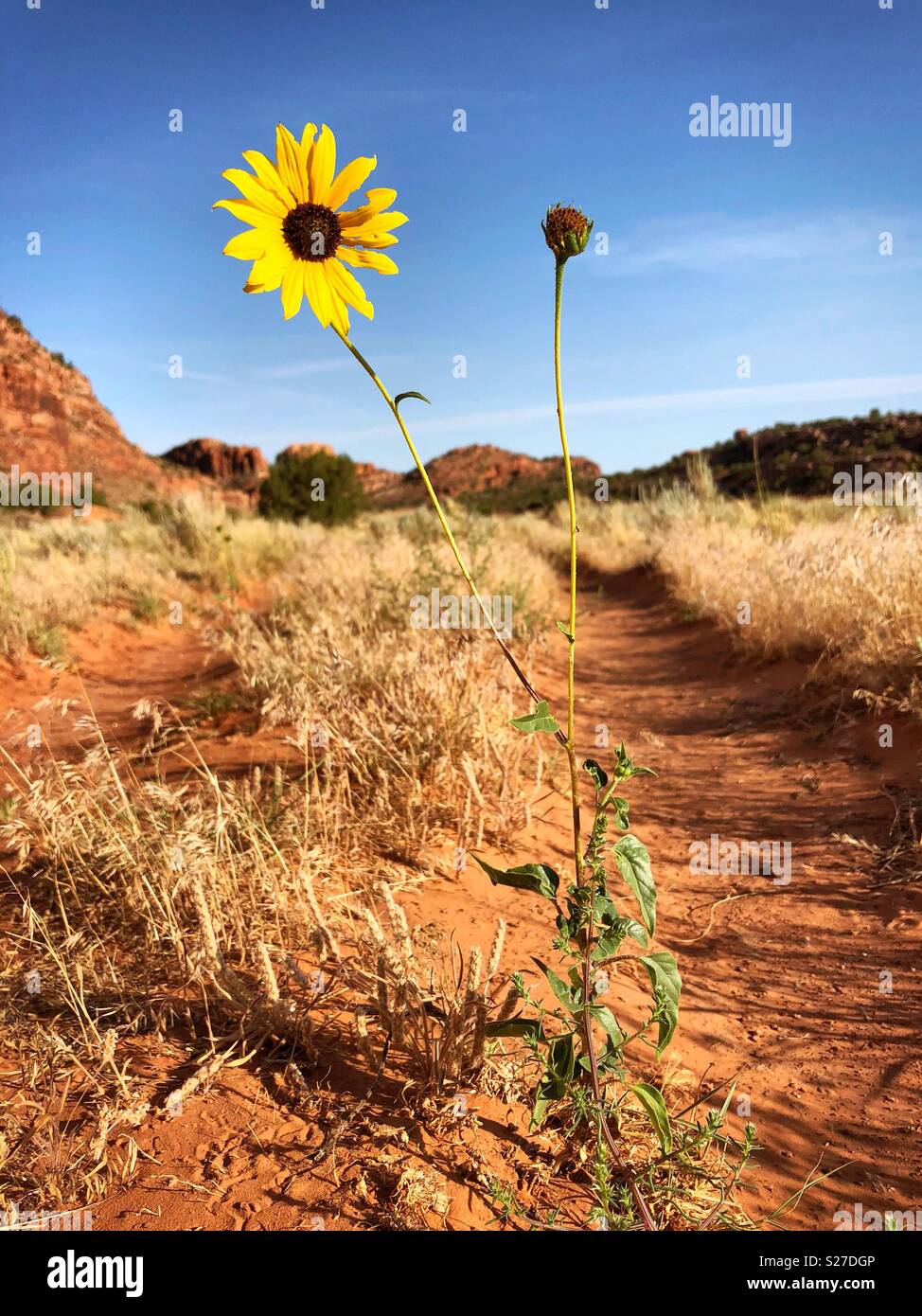 Tournesol du désert - Image de stock capturée avec un smartphone