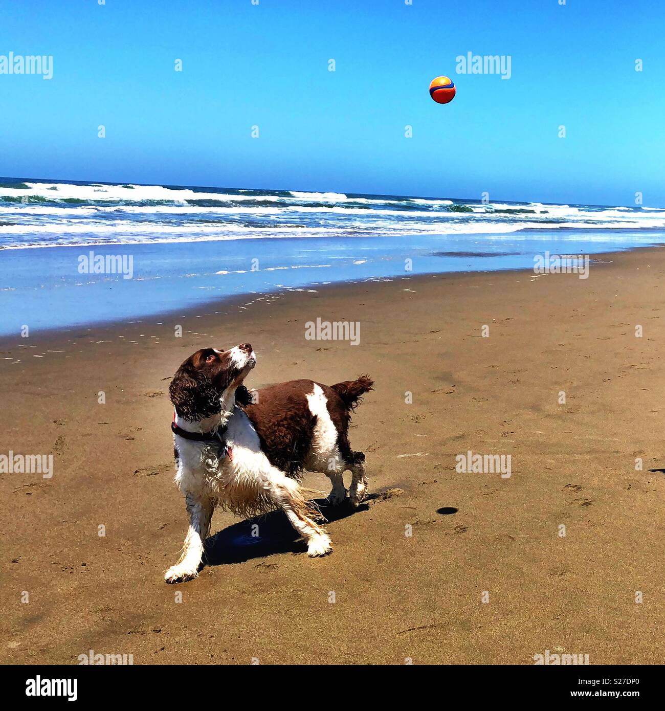 English Springer Spaniel accolades pour intercepter ball position, sous un ciel bleu sur une plage de sable doré dans le Nord de la Californie - Image de stock capturée avec un smartphone