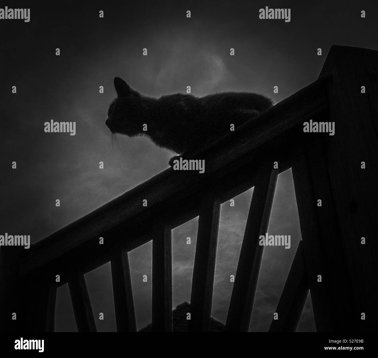 Noir et blanc photo de chat sur rail porche silhouetted against sky Banque D'Images