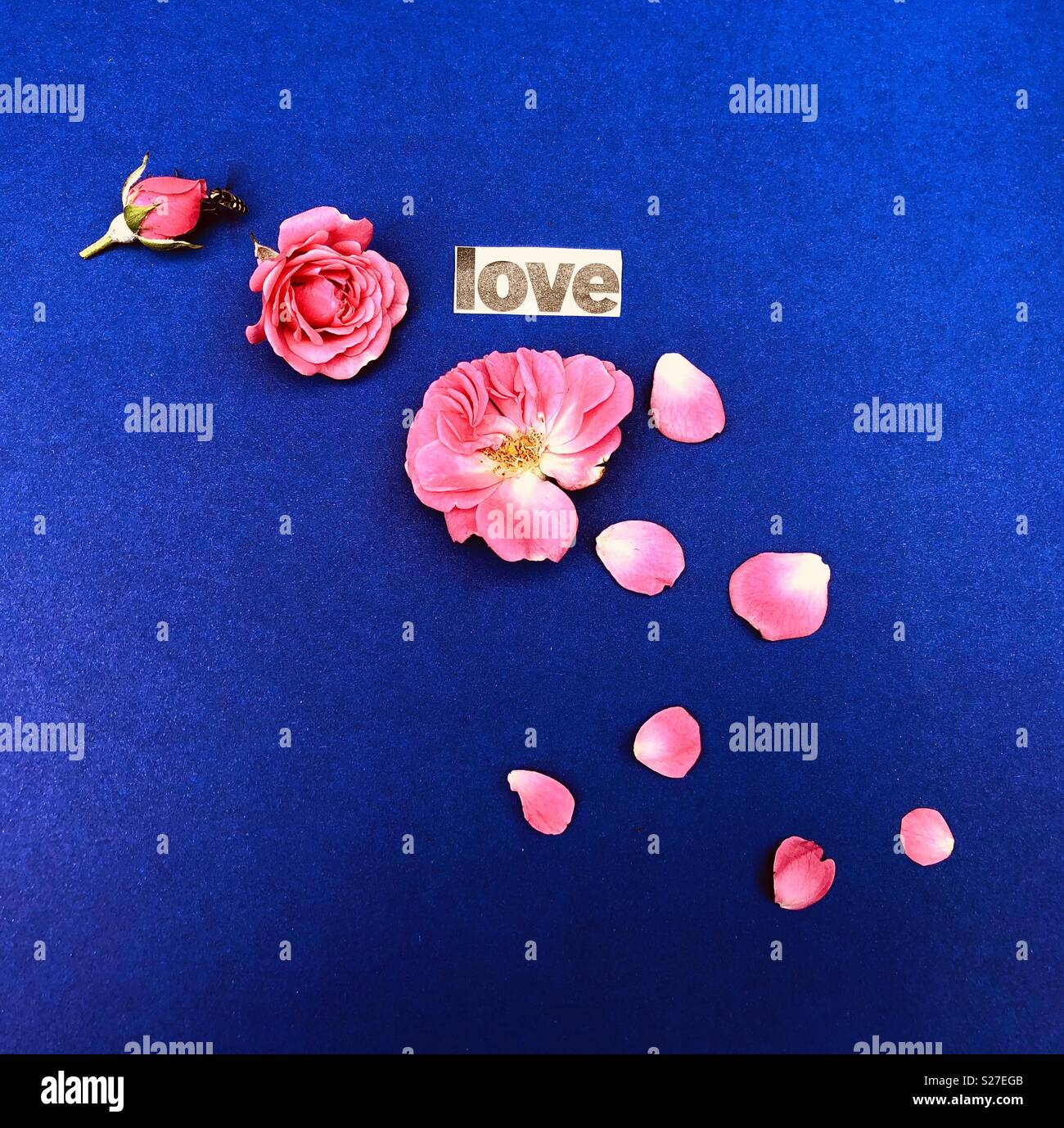 Concept d'amour avec pétales de roses rose et bleu fond Banque D'Images