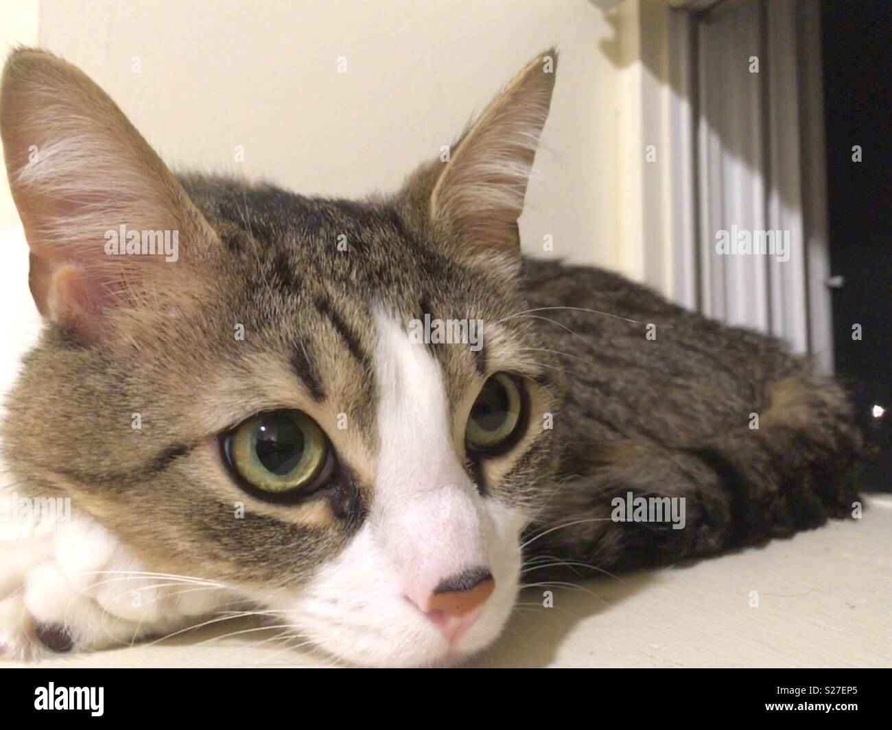 Mon Chat Jiji Mediter La Conquete De Notre Nouvelle Maison Photo Stock Alamy