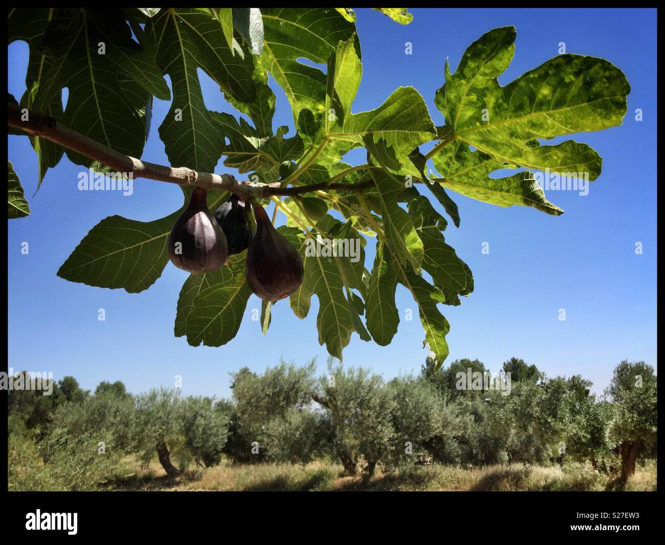 La maturation des figues noires sur l'arbre, en Catalogne, Espagne. - Image de stock capturée avec un smartphone
