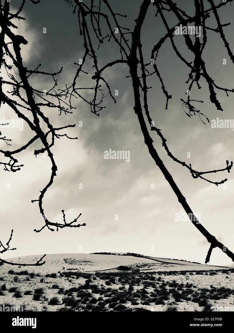 Branches et neige - Image de stock capturée avec un smartphone