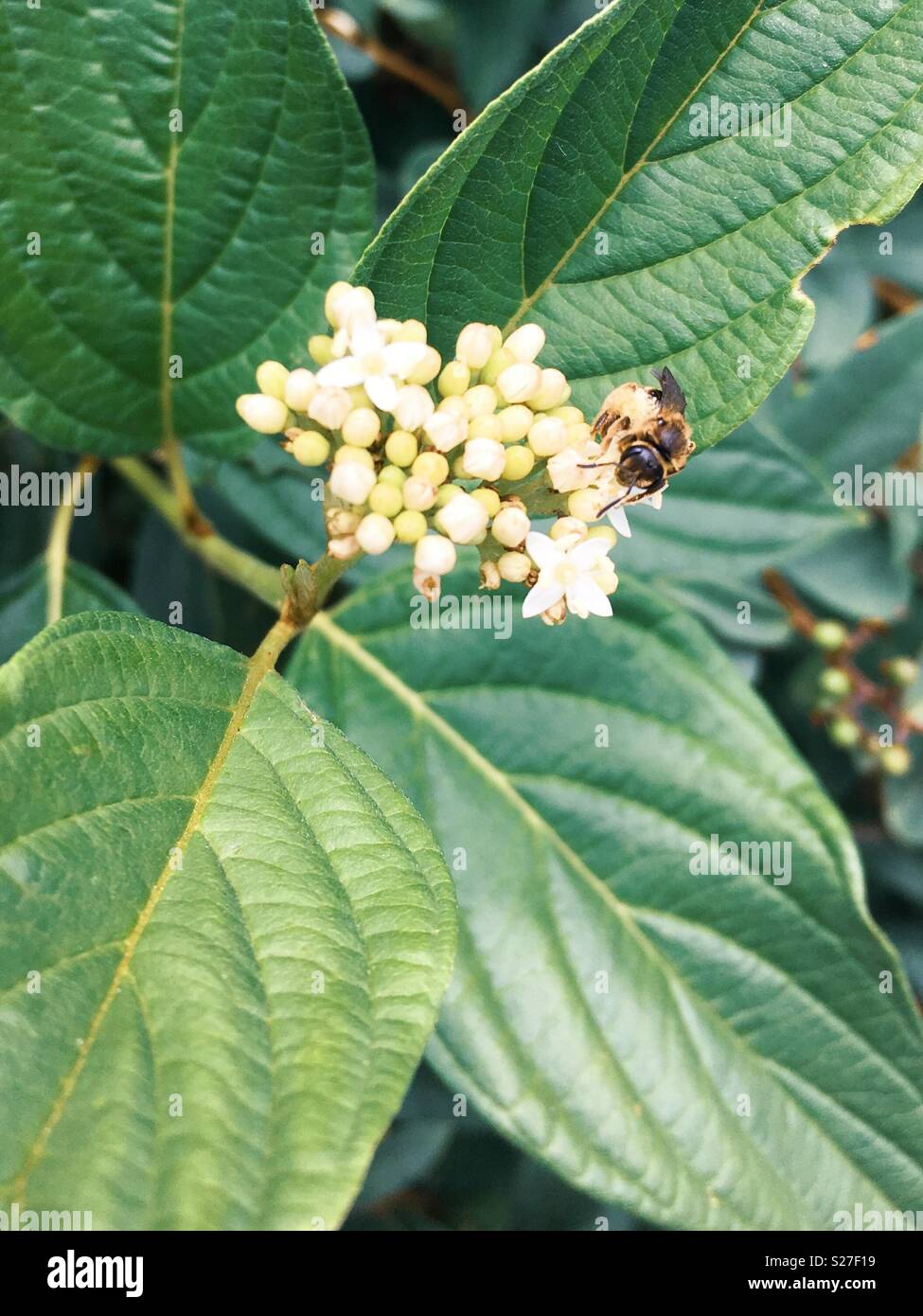 De minuscules fleurs blanches sur les abeilles sauvages Banque D'Images