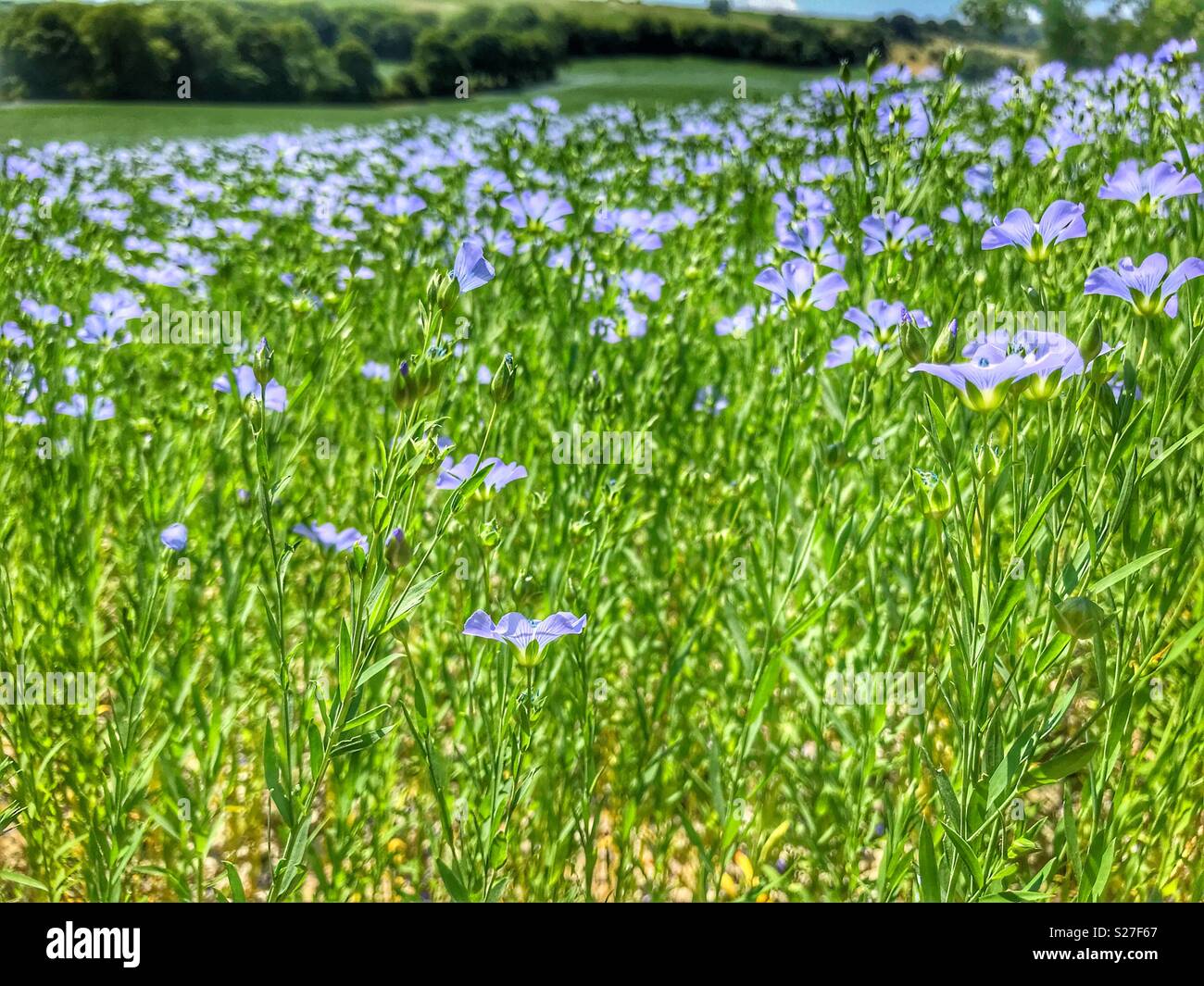 Le Lin Champ Lin cultures agricoles dans le champ Banque de photographies et d ...
