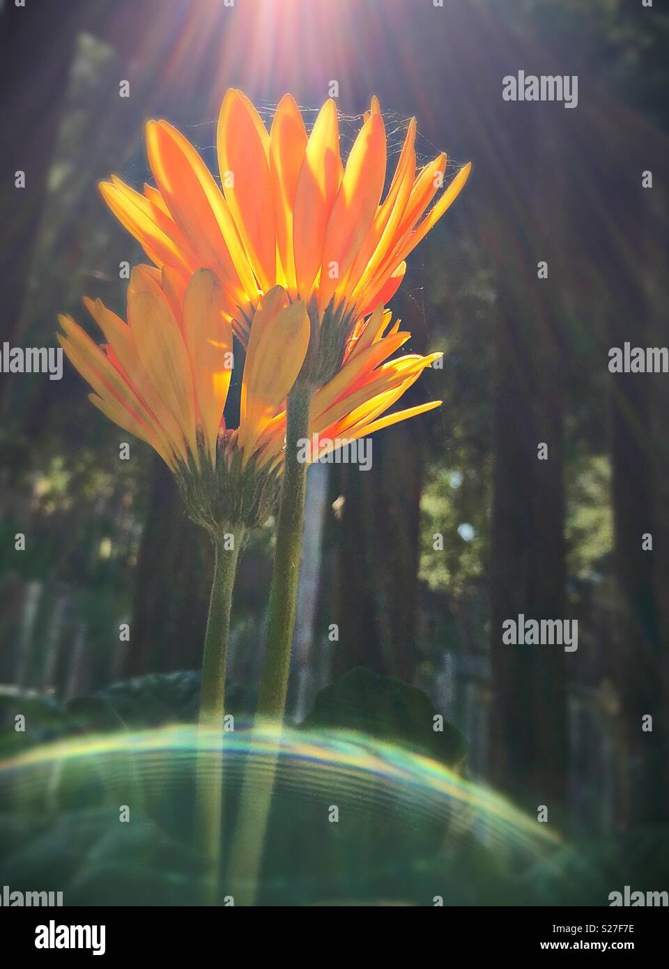 Des fleurs orange dans la lumière du soleil. Banque D'Images
