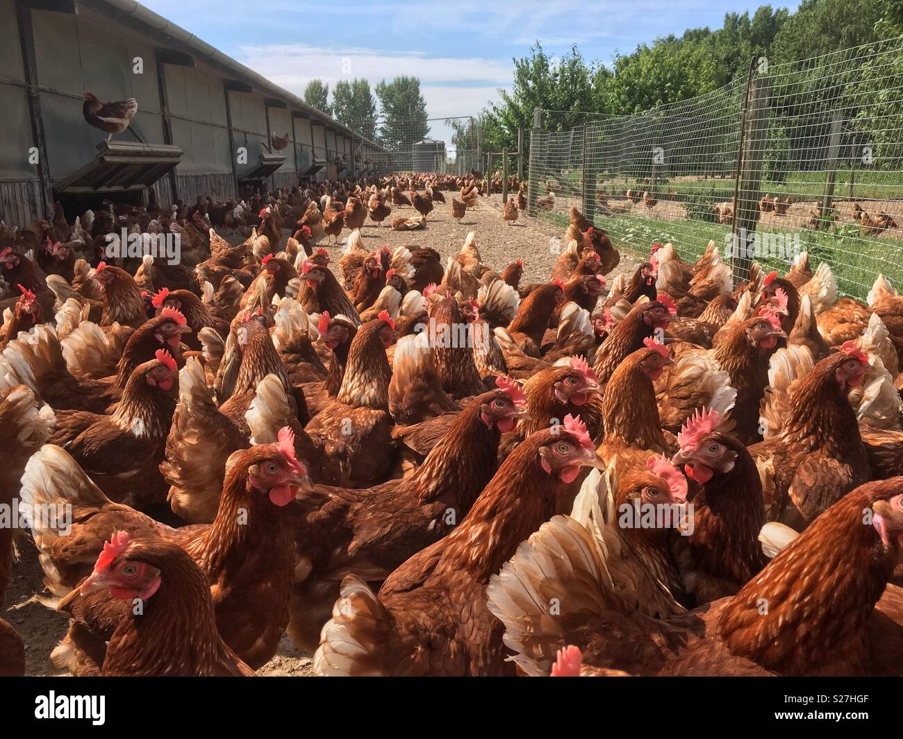 Free Range hens au Royaume-Uni Banque D'Images