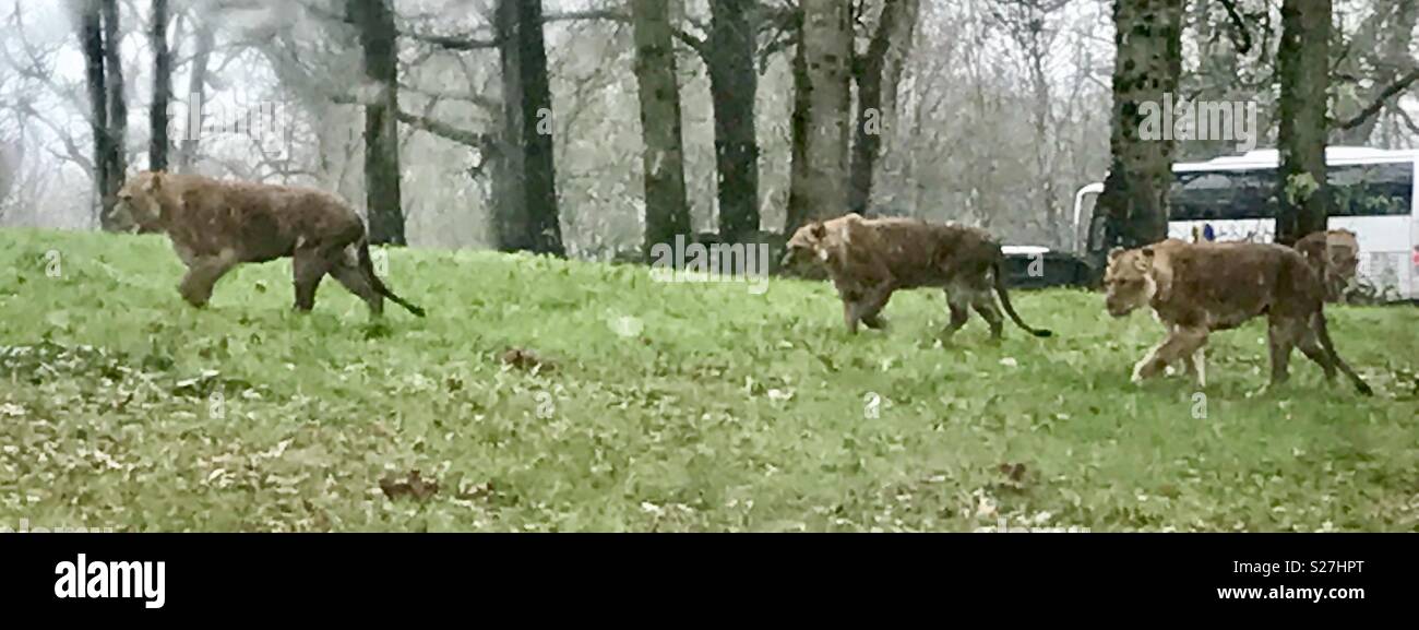 Lionnes dans la neige. Longleat Safari Park Banque D'Images