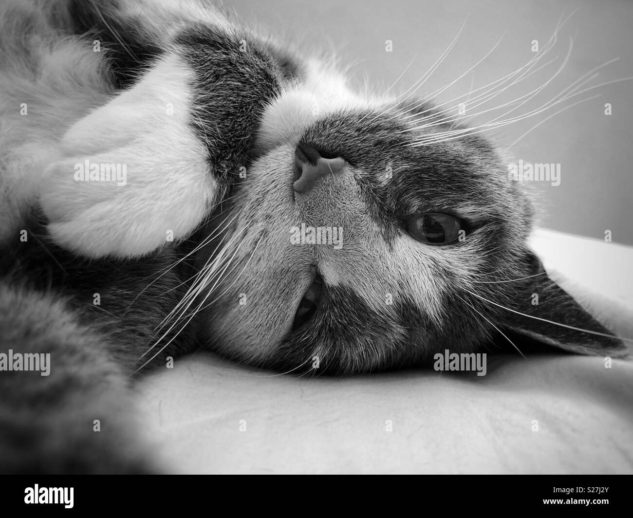 Photo en noir et blanc. Cute chat couché, tête à l'envers. Pattes blanches, regardant la caméra. Banque D'Images
