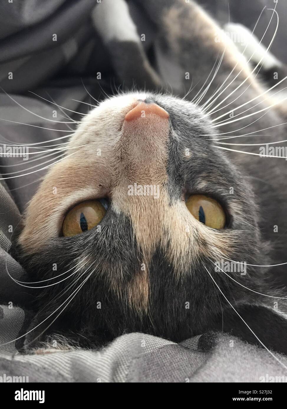 Un Chat Blanc Et Beige Avec Des Yeux Jaunes Et Roses Nez Fixe De Retour A L Appareil Photo Photo Stock Alamy Un Chat Blanc Et Beige Avec Des Yeux Jaunes Et Roses Nez Fixe De Retour A L Appareil Photo Photo Stock Alamy