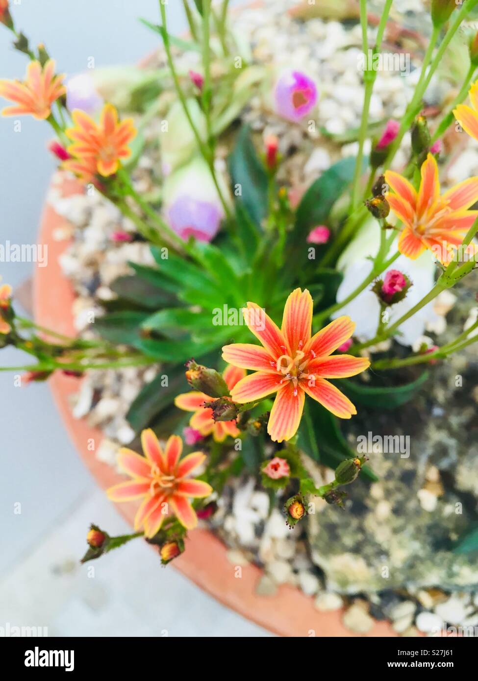 Les plantes alpines et de rocaille avec fleurs Banque D'Images