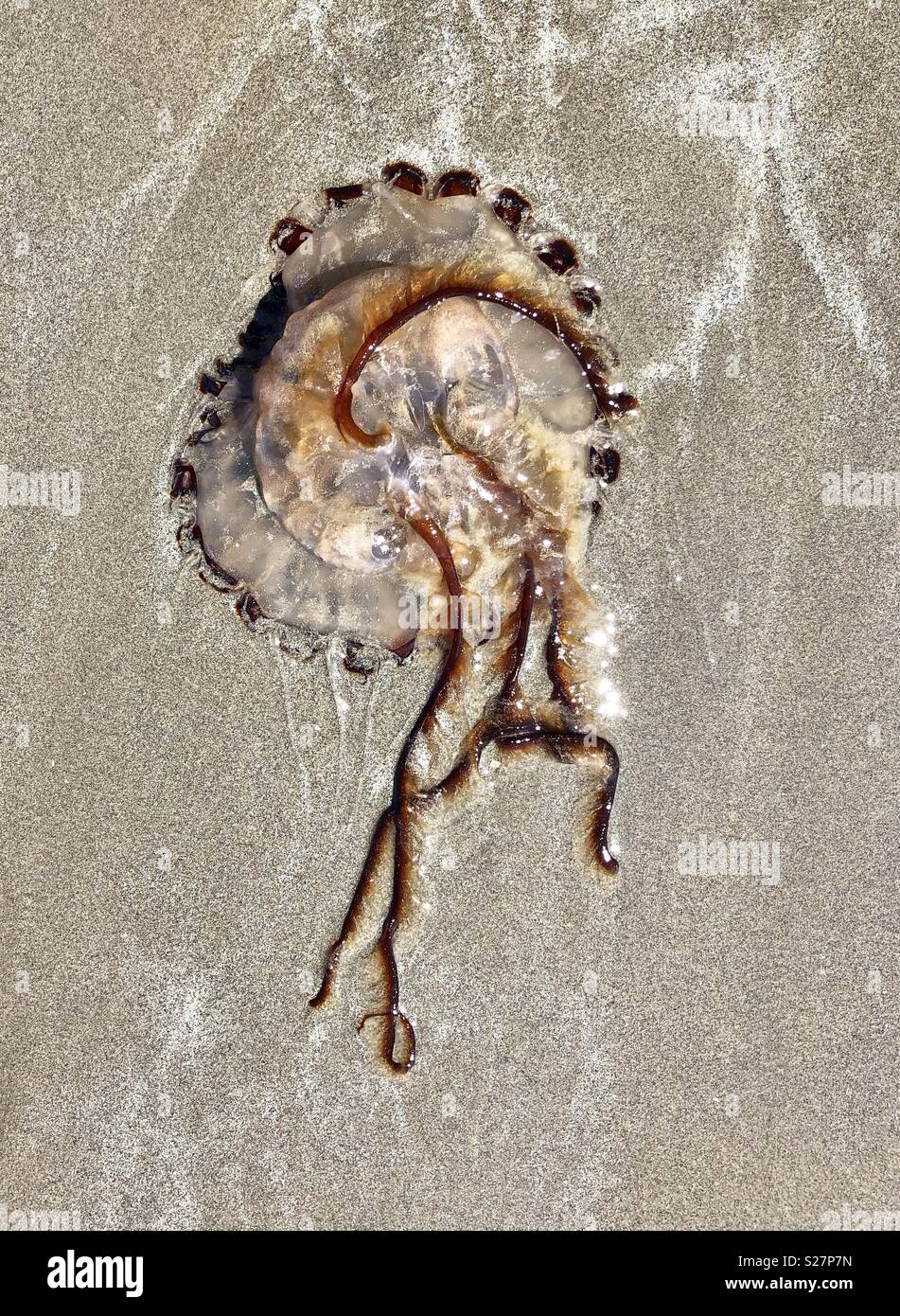 Méduse Chrysaora hysoscella boussole (latin) - sur la plage de sable de Rosess Point Beach dans le comté de Sligo Irlande Banque D'Images