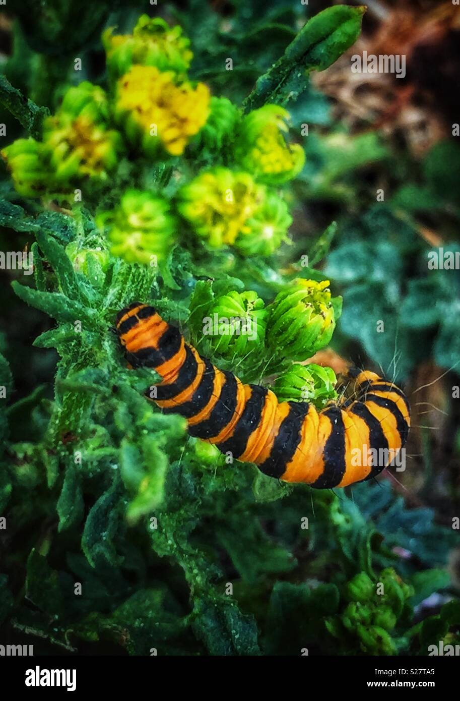 Chenille noire et orange Banque de photographies et d’images à haute — free download