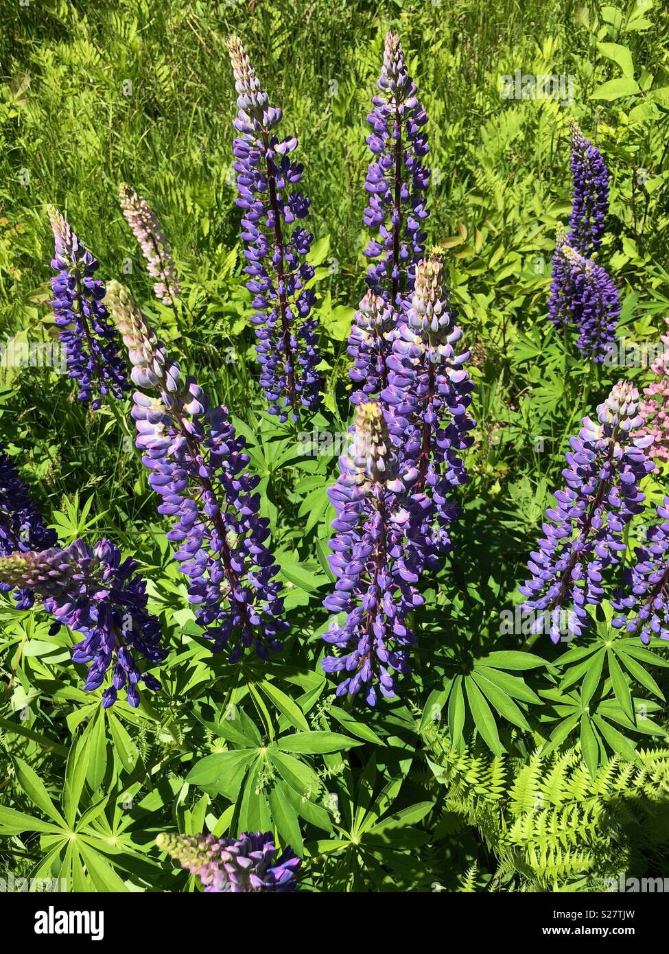 Fleurs de lupin dans le nord du Michigan - Image de stock capturée avec un smartphone