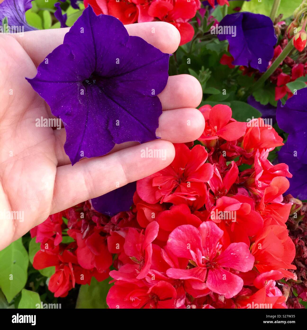 Woman holding purple velvet pétunia blossom contre les fleurs rouges Banque D'Images