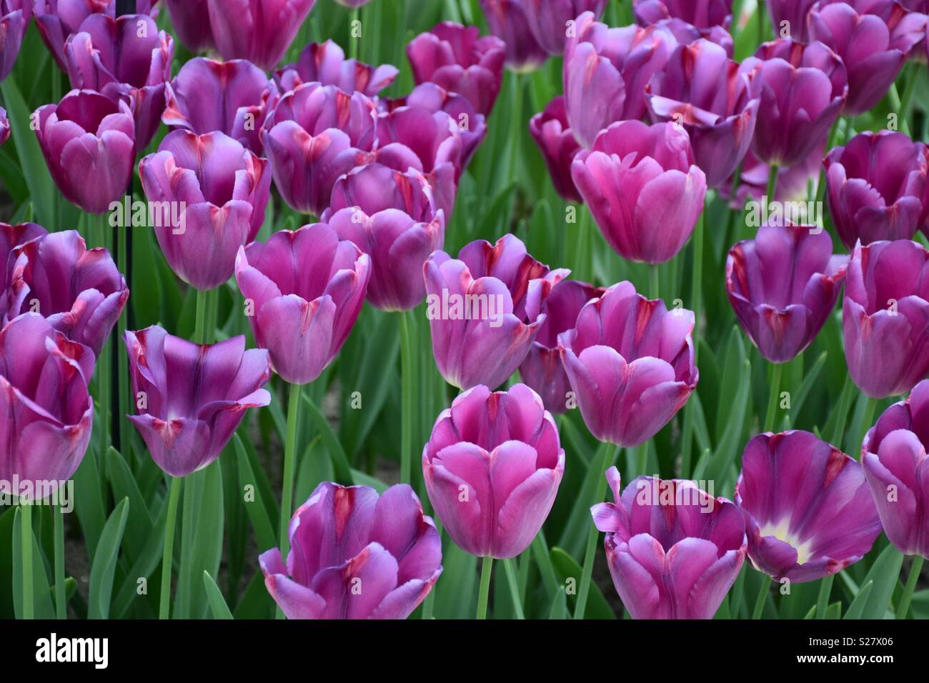 Les tulipes dans les jardins de Keukenhof, Pays-Bas Banque D'Images