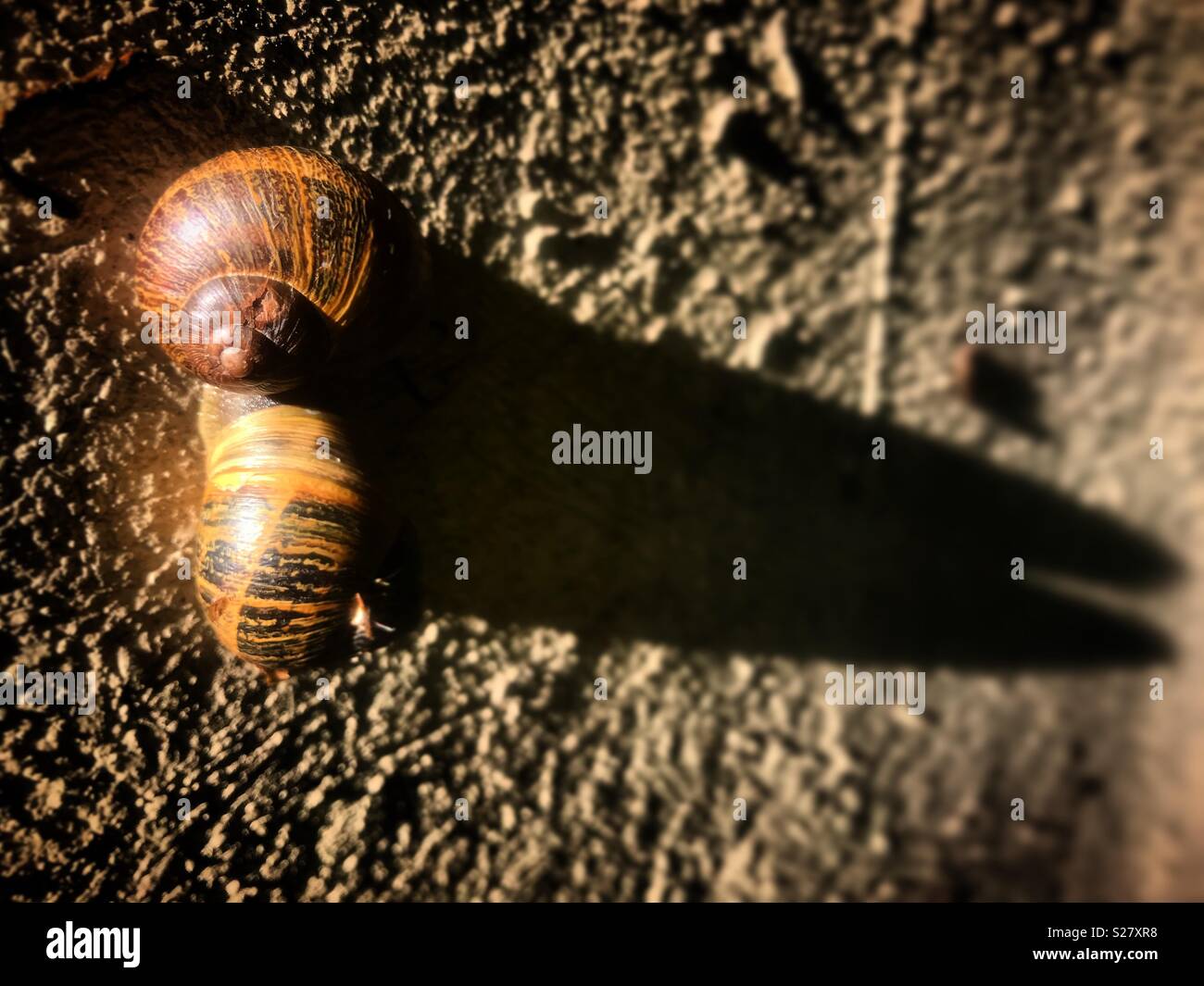 Deux escargots et leur ombre à Coyoacan, Mexique Banque D'Images