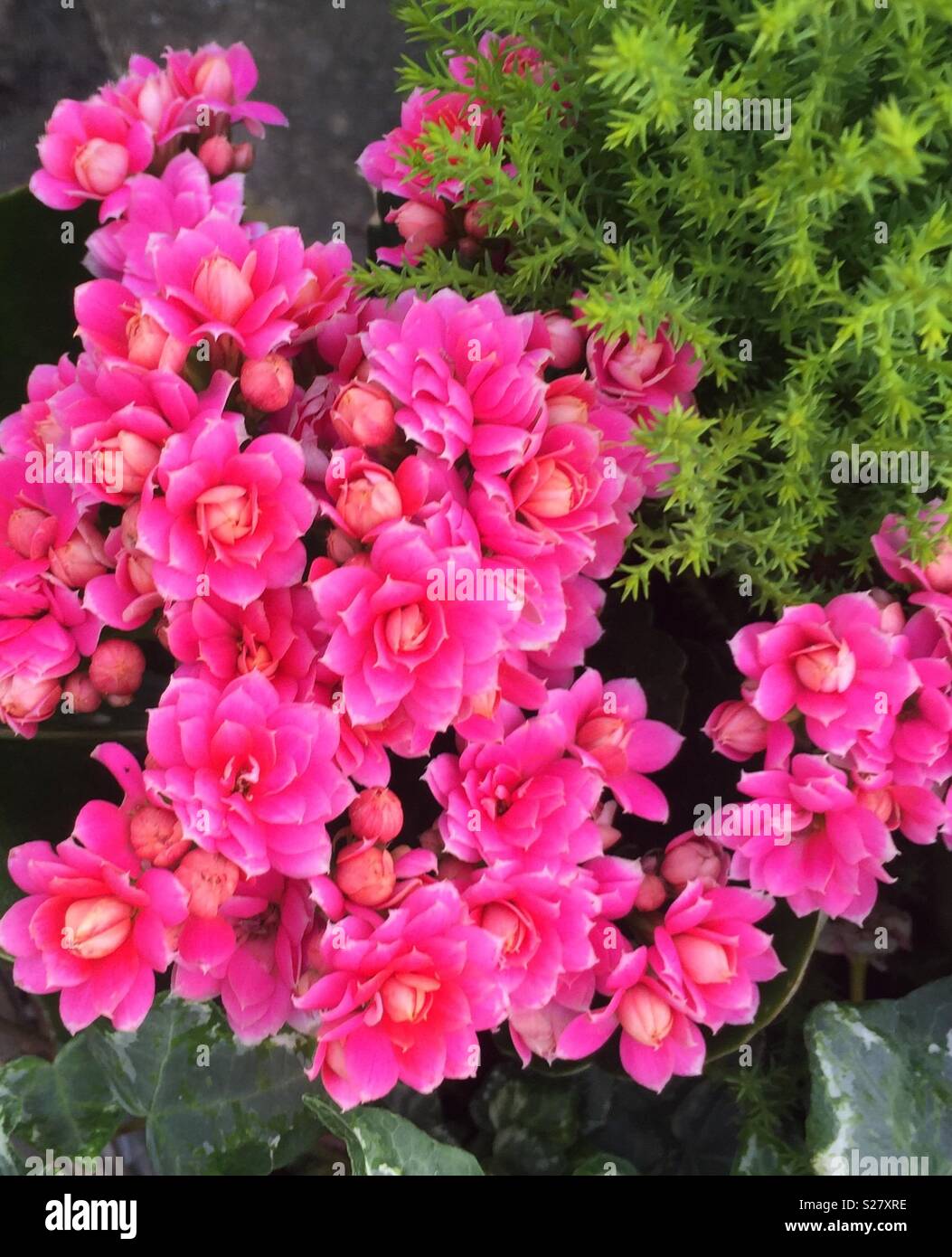 Fleurs roses - Image de stock capturée avec un smartphone