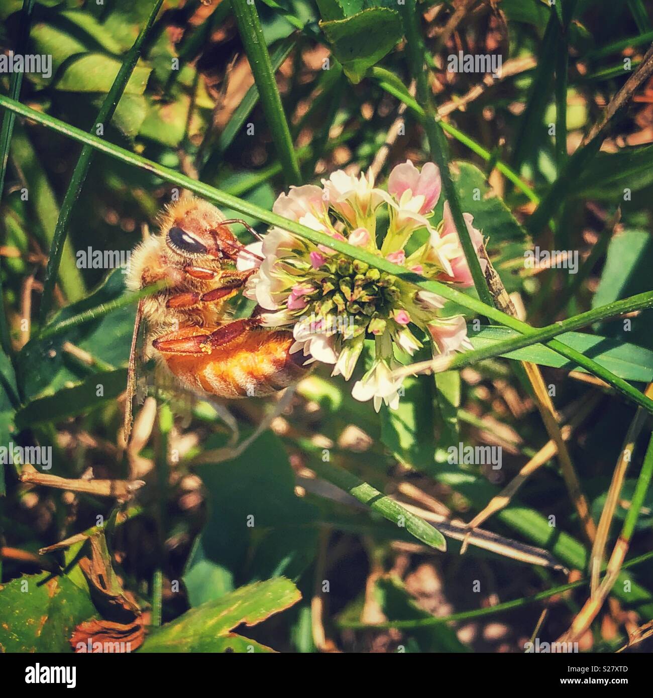 Abeille sur fleur de trèfle blanc Banque D'Images
