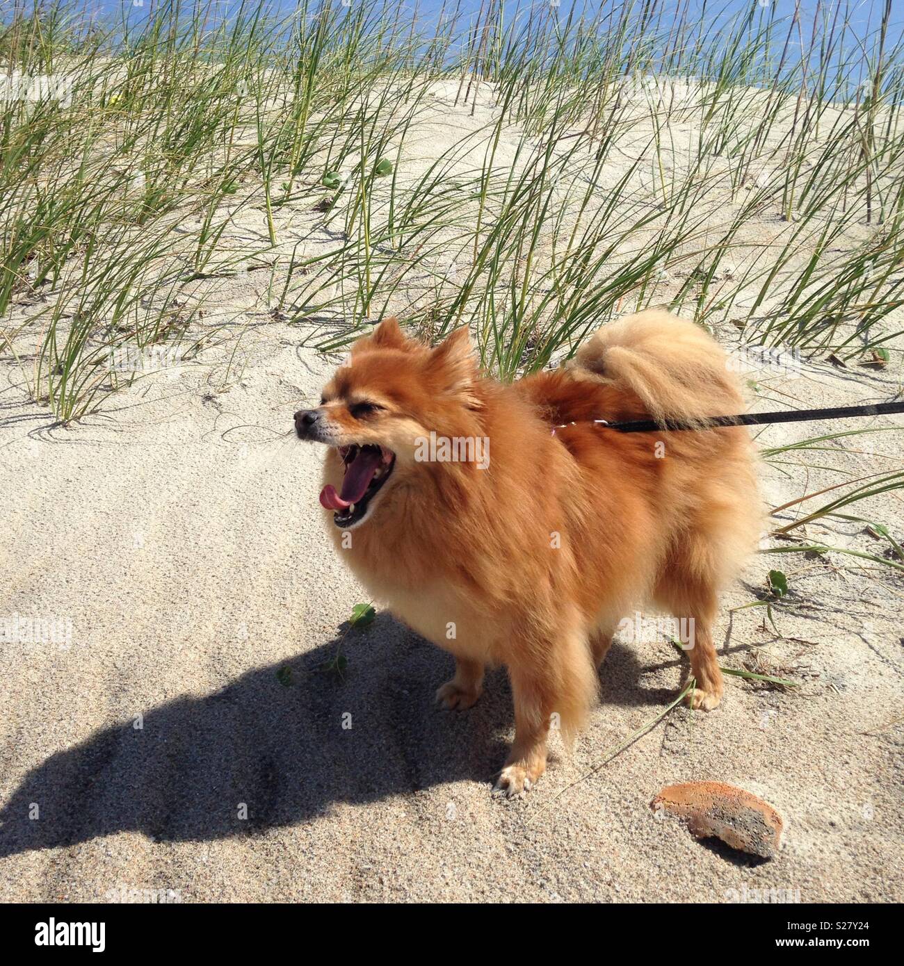 Funny Dog sur la plage Banque D'Images