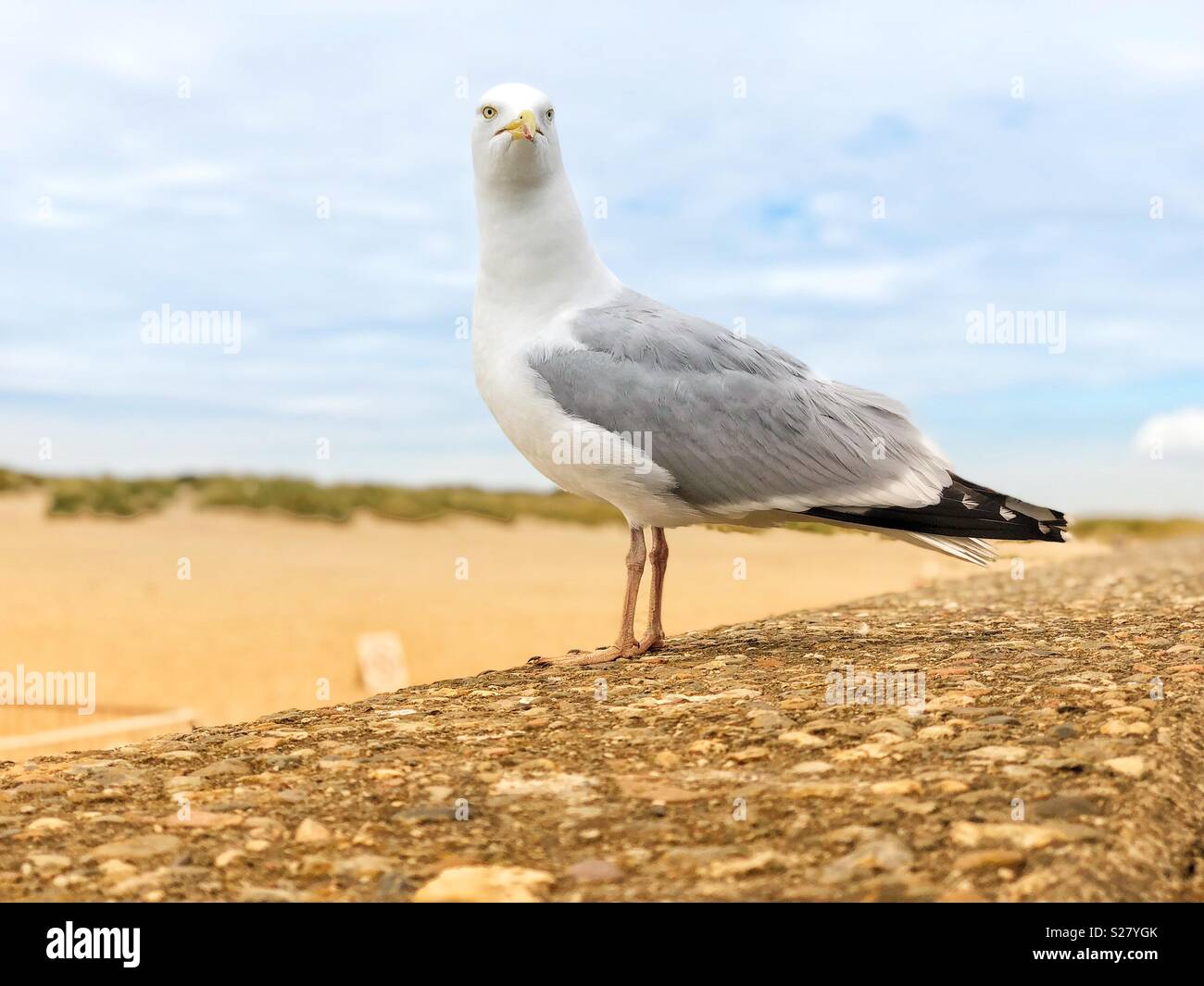Grande mouette en attente sur un mur de la plage à proximité de la mer dans l'heure d'été Banque D'Images