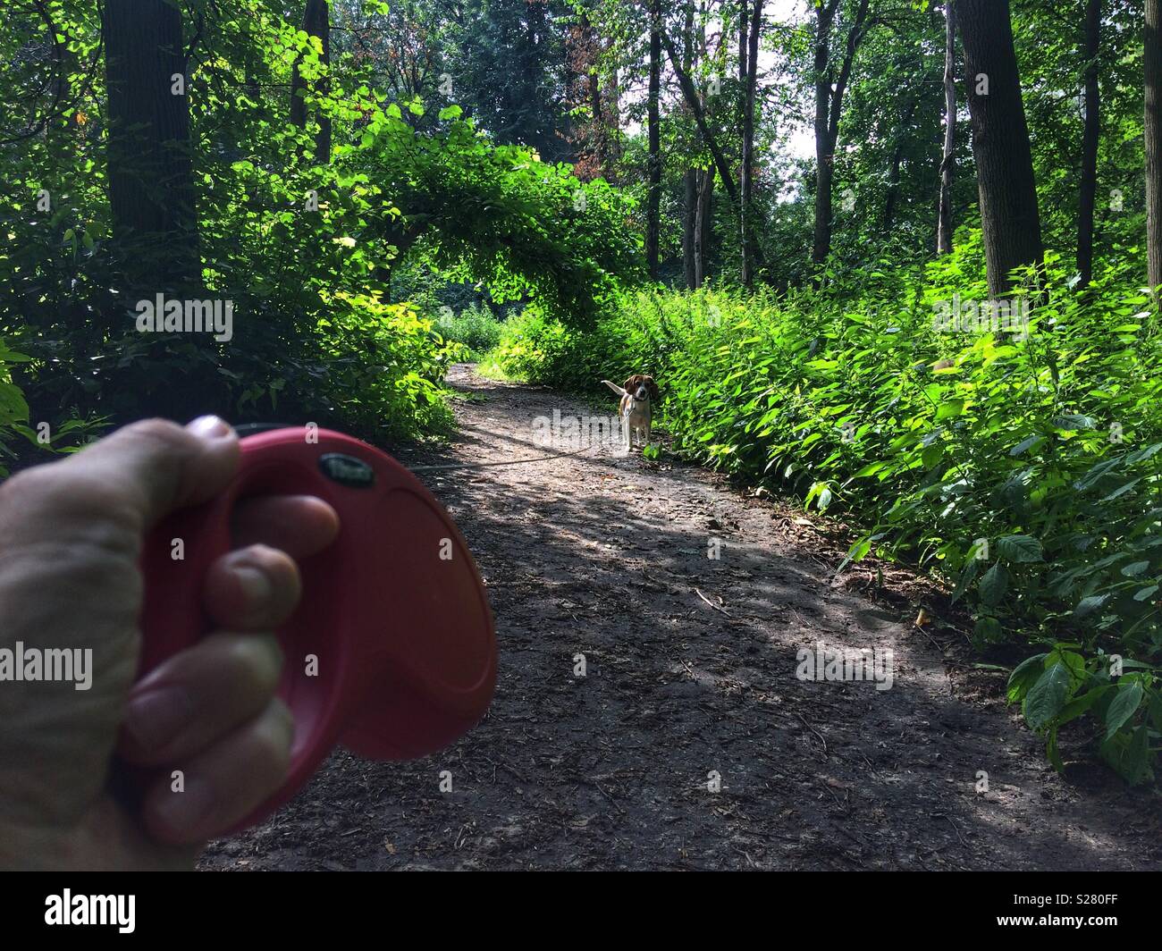 Marcher avec un beagle dans la forêt. Point de vue personnel view of hand holding dog laisse. Banque D'Images