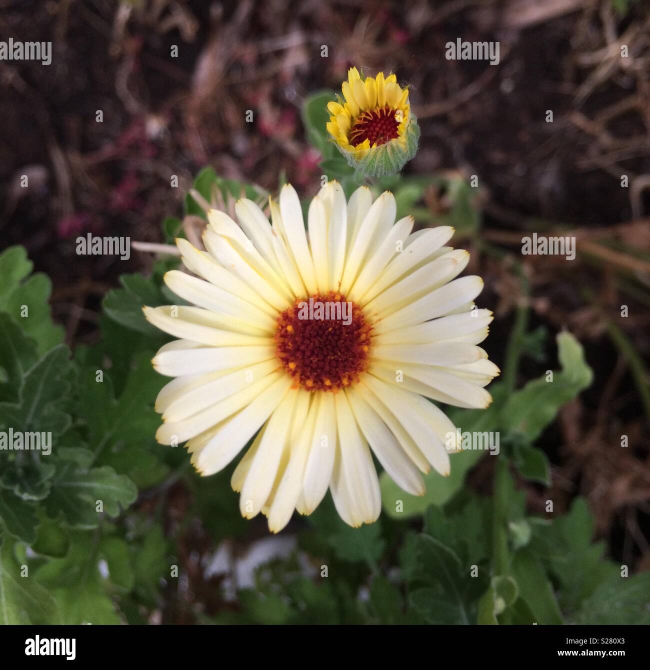 Fleurs de calendula Banque D'Images