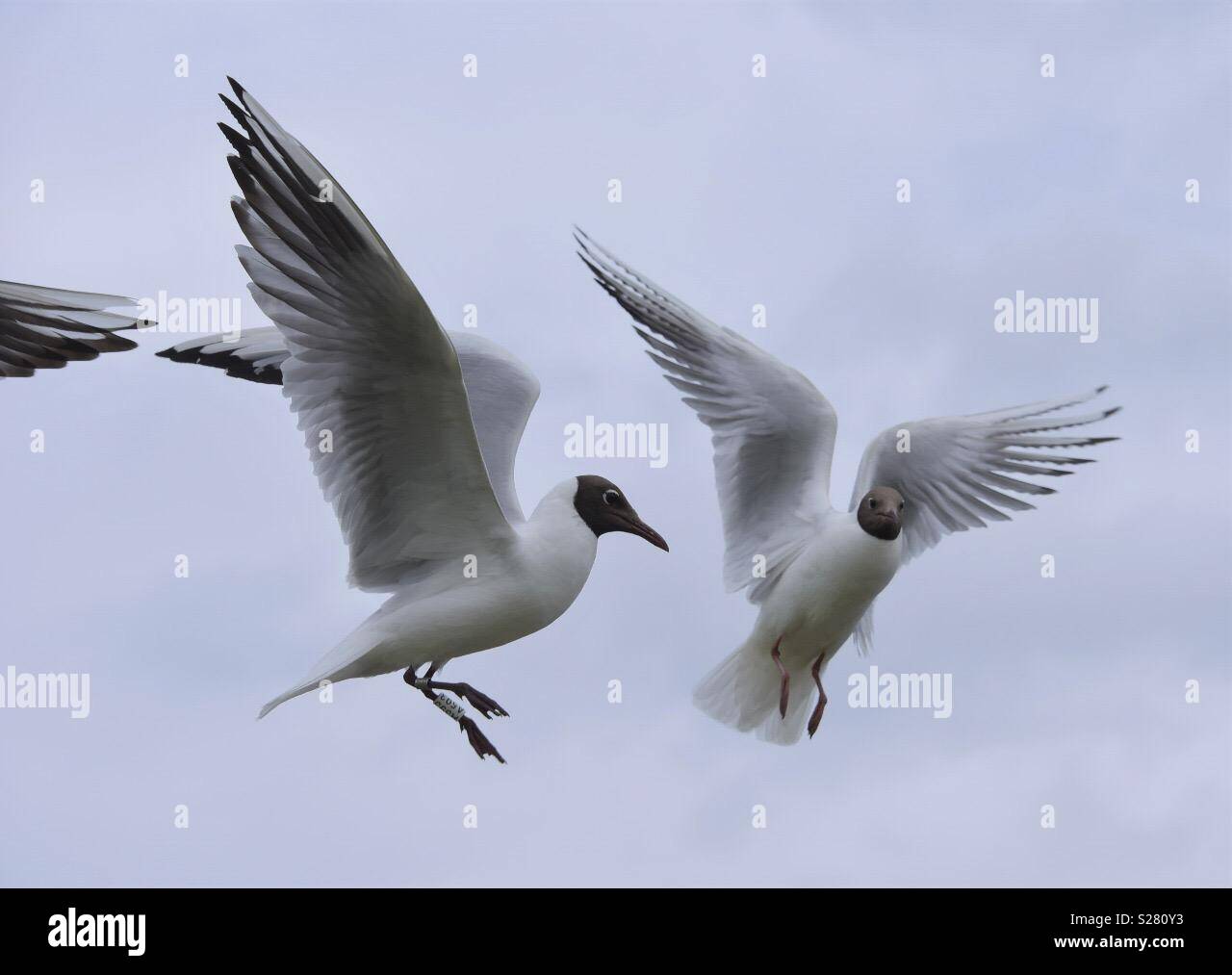 Oiseaux - Image de stock capturée avec un smartphone